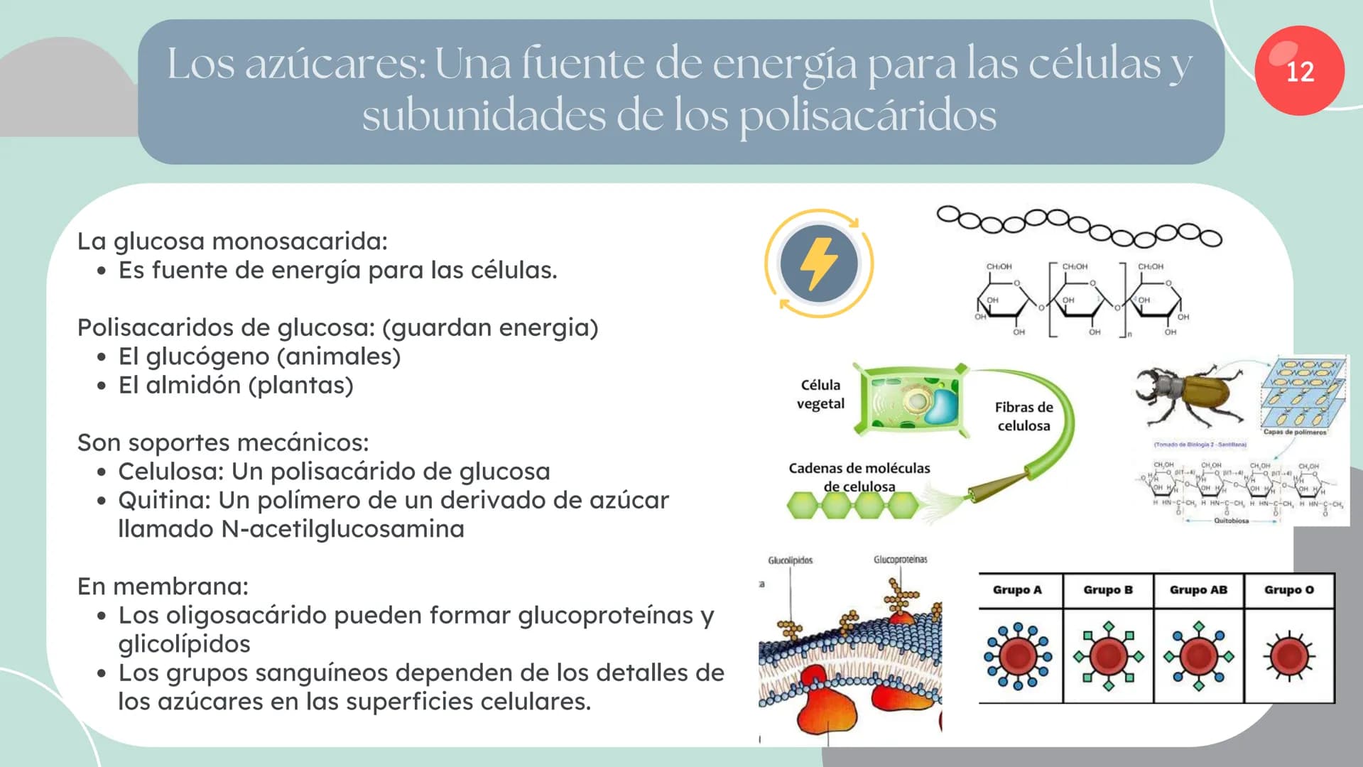 Células eucariotas tienen RE. Su membrana constituye más de
la mitad de la membrana total
Tiene forma de tubulos ramificados y sacos aplanad