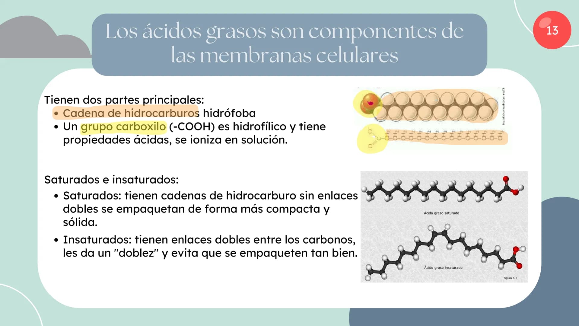 Células eucariotas tienen RE. Su membrana constituye más de
la mitad de la membrana total
Tiene forma de tubulos ramificados y sacos aplanad