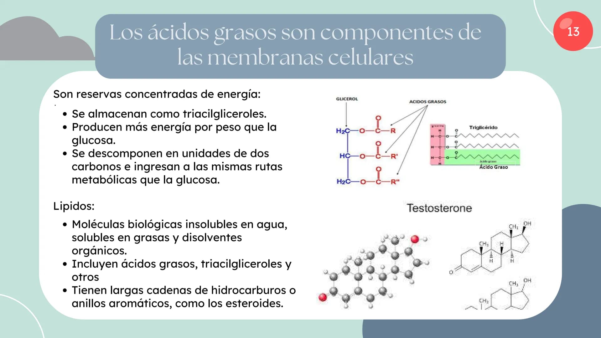 Células eucariotas tienen RE. Su membrana constituye más de
la mitad de la membrana total
Tiene forma de tubulos ramificados y sacos aplanad