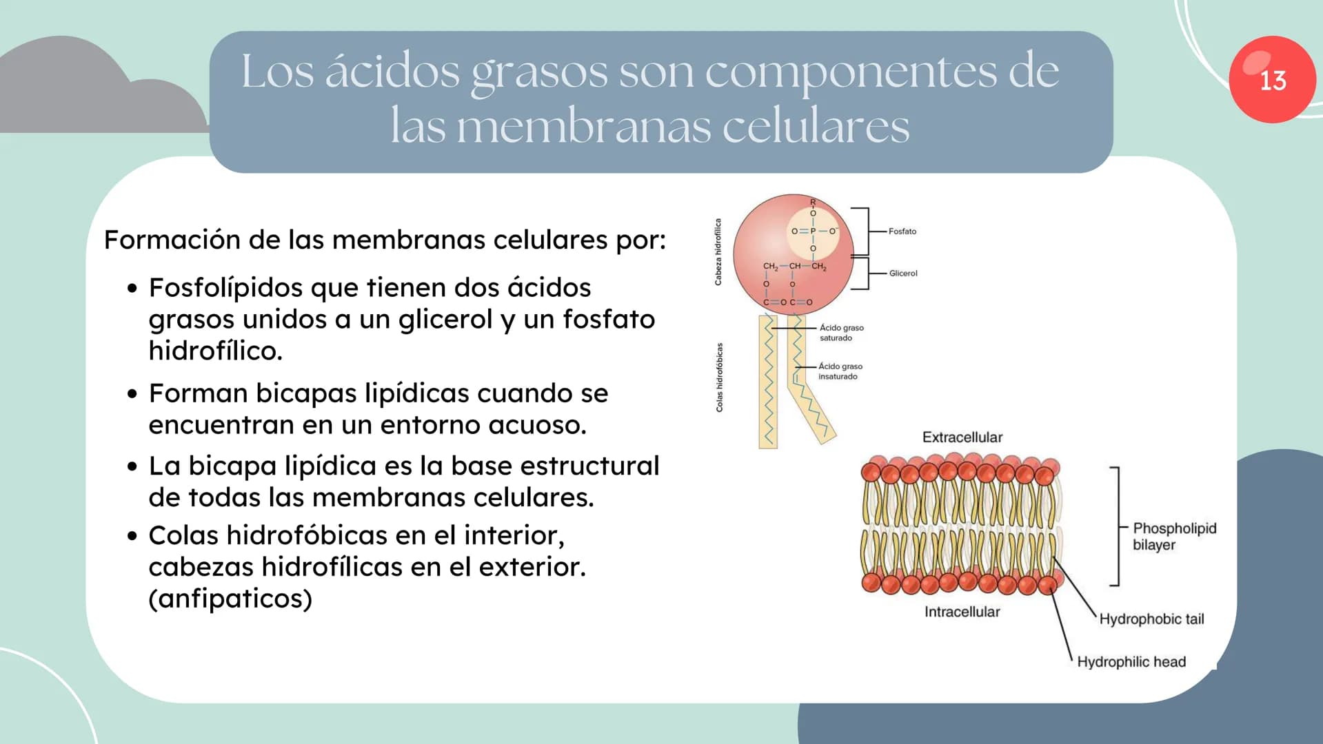 Células eucariotas tienen RE. Su membrana constituye más de
la mitad de la membrana total
Tiene forma de tubulos ramificados y sacos aplanad