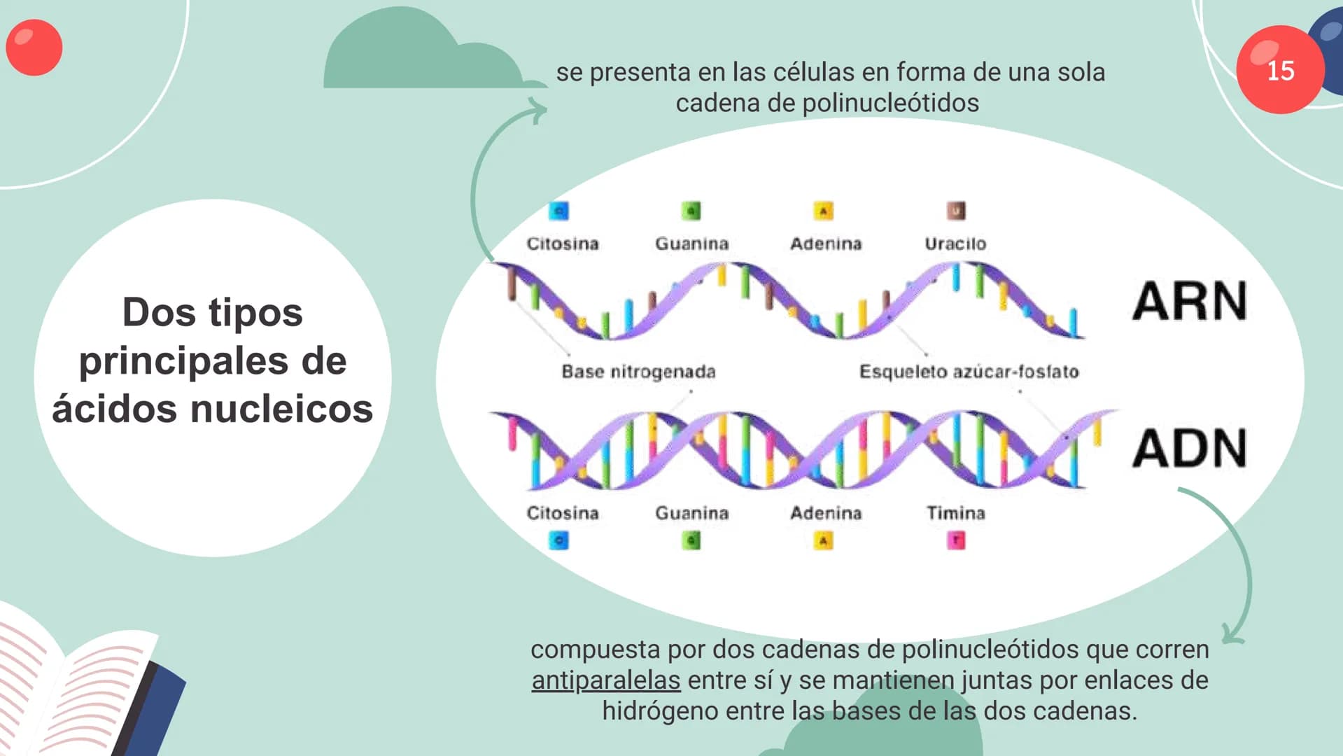 Células eucariotas tienen RE. Su membrana constituye más de
la mitad de la membrana total
Tiene forma de tubulos ramificados y sacos aplanad