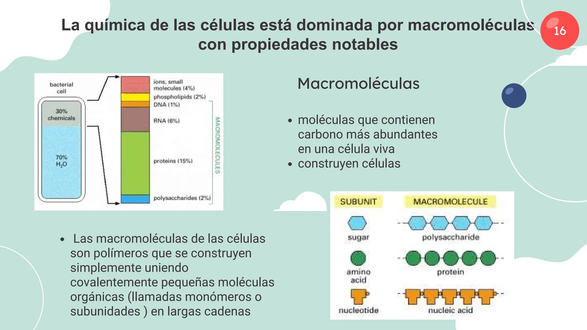 Células eucariotas tienen RE. Su membrana constituye más de
la mitad de la membrana total
Tiene forma de tubulos ramificados y sacos aplanad