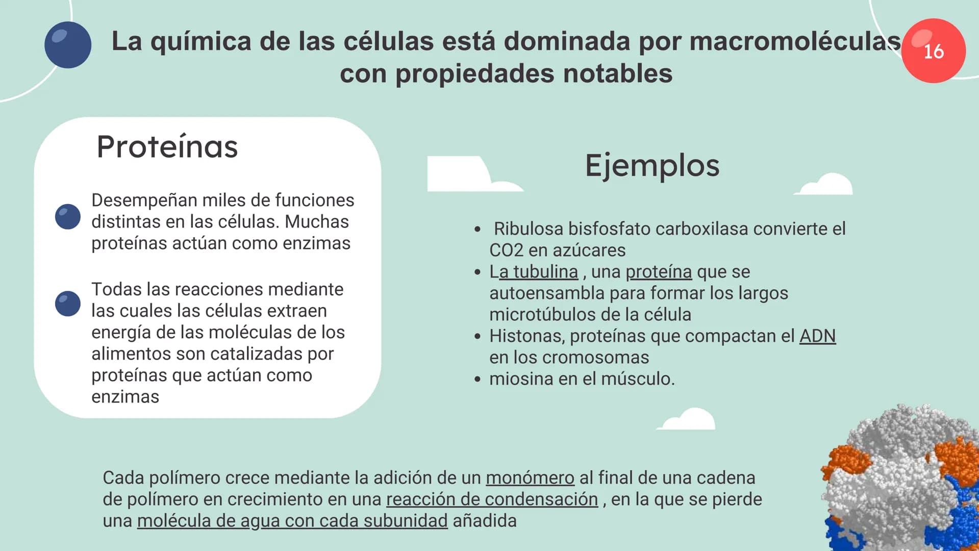 Células eucariotas tienen RE. Su membrana constituye más de
la mitad de la membrana total
Tiene forma de tubulos ramificados y sacos aplanad