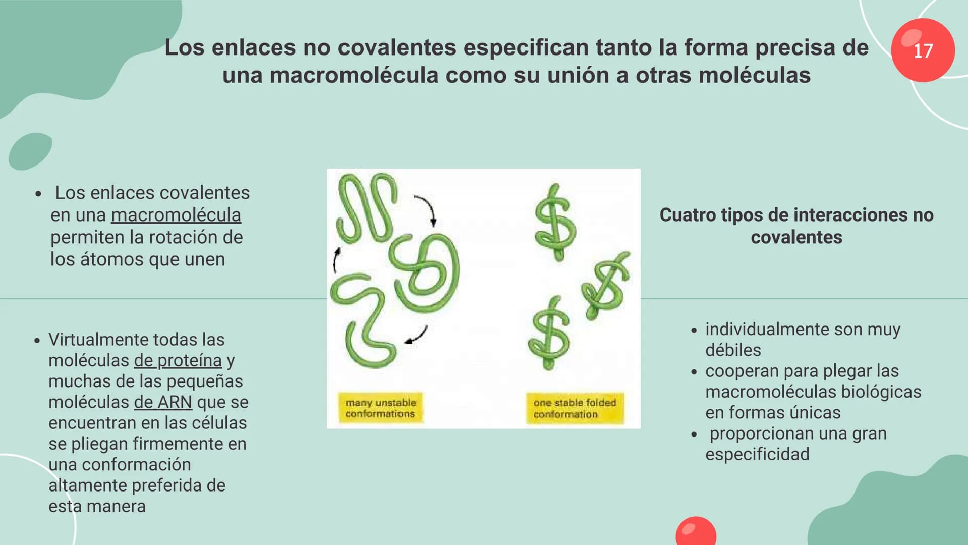 Células eucariotas tienen RE. Su membrana constituye más de
la mitad de la membrana total
Tiene forma de tubulos ramificados y sacos aplanad