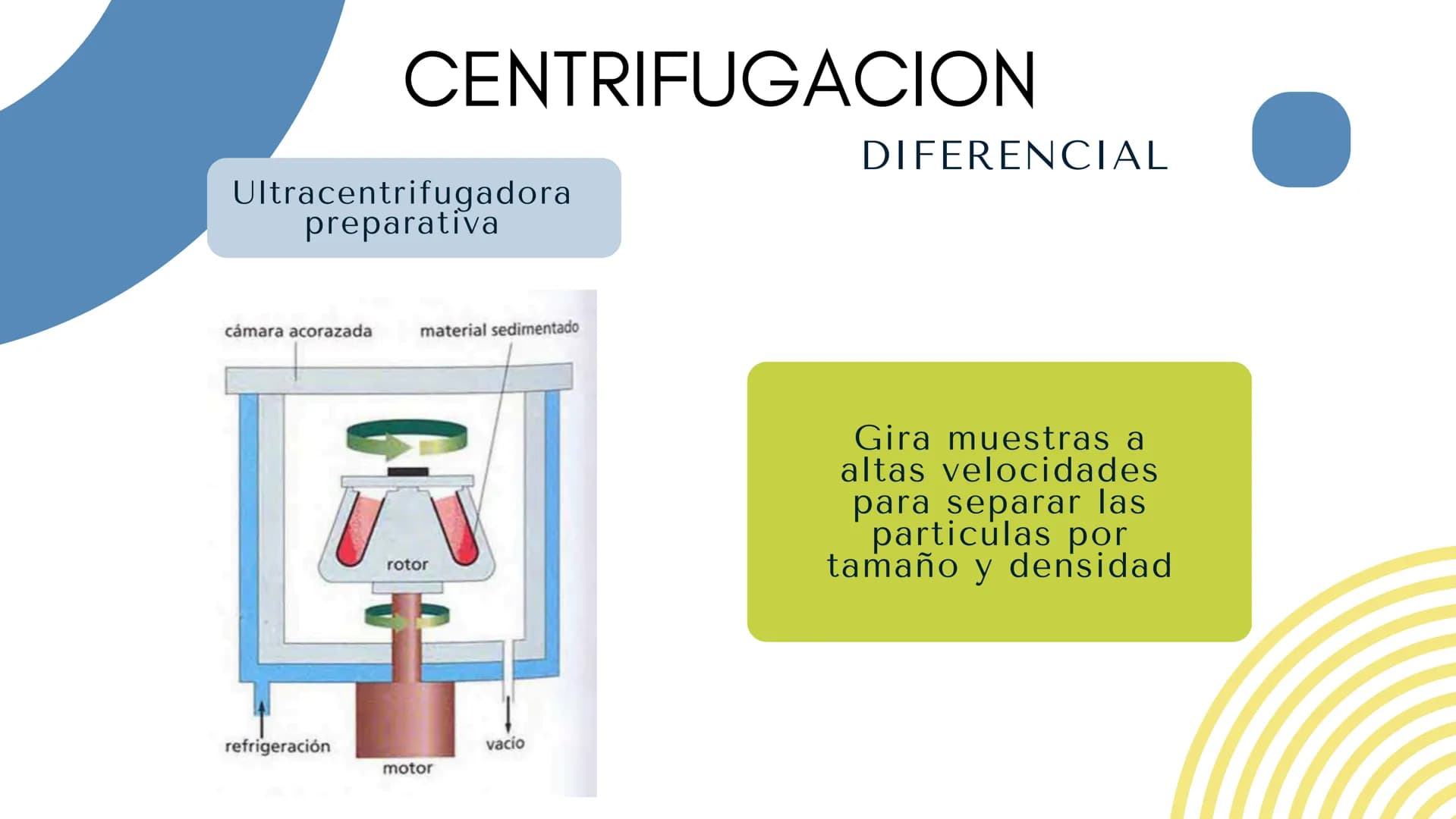 Células eucariotas tienen RE. Su membrana constituye más de
la mitad de la membrana total
Tiene forma de tubulos ramificados y sacos aplanad