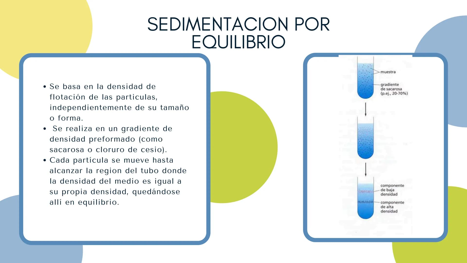 Células eucariotas tienen RE. Su membrana constituye más de
la mitad de la membrana total
Tiene forma de tubulos ramificados y sacos aplanad