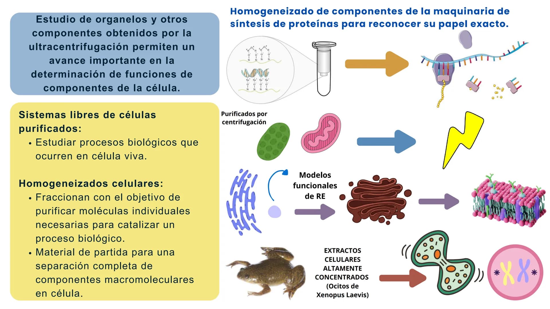 Células eucariotas tienen RE. Su membrana constituye más de
la mitad de la membrana total
Tiene forma de tubulos ramificados y sacos aplanad