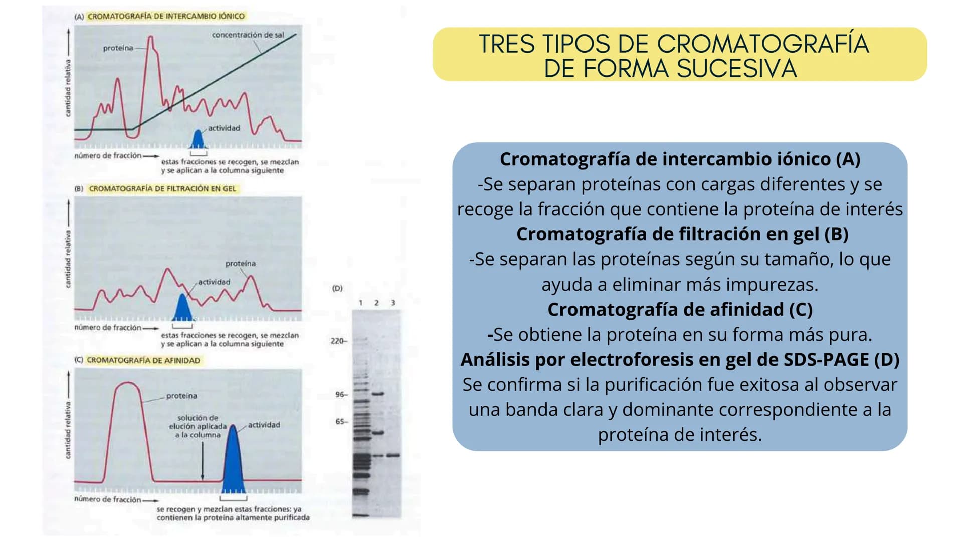 Células eucariotas tienen RE. Su membrana constituye más de
la mitad de la membrana total
Tiene forma de tubulos ramificados y sacos aplanad