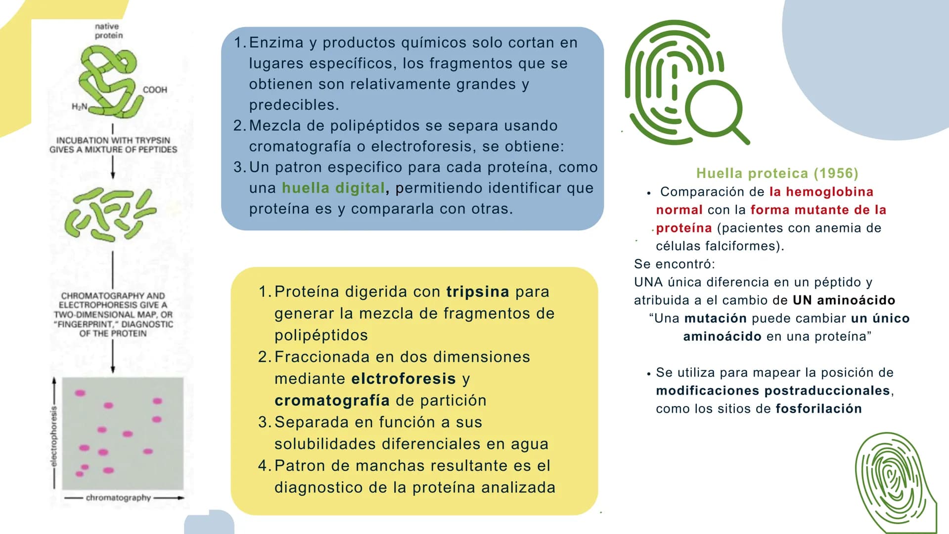 Células eucariotas tienen RE. Su membrana constituye más de
la mitad de la membrana total
Tiene forma de tubulos ramificados y sacos aplanad