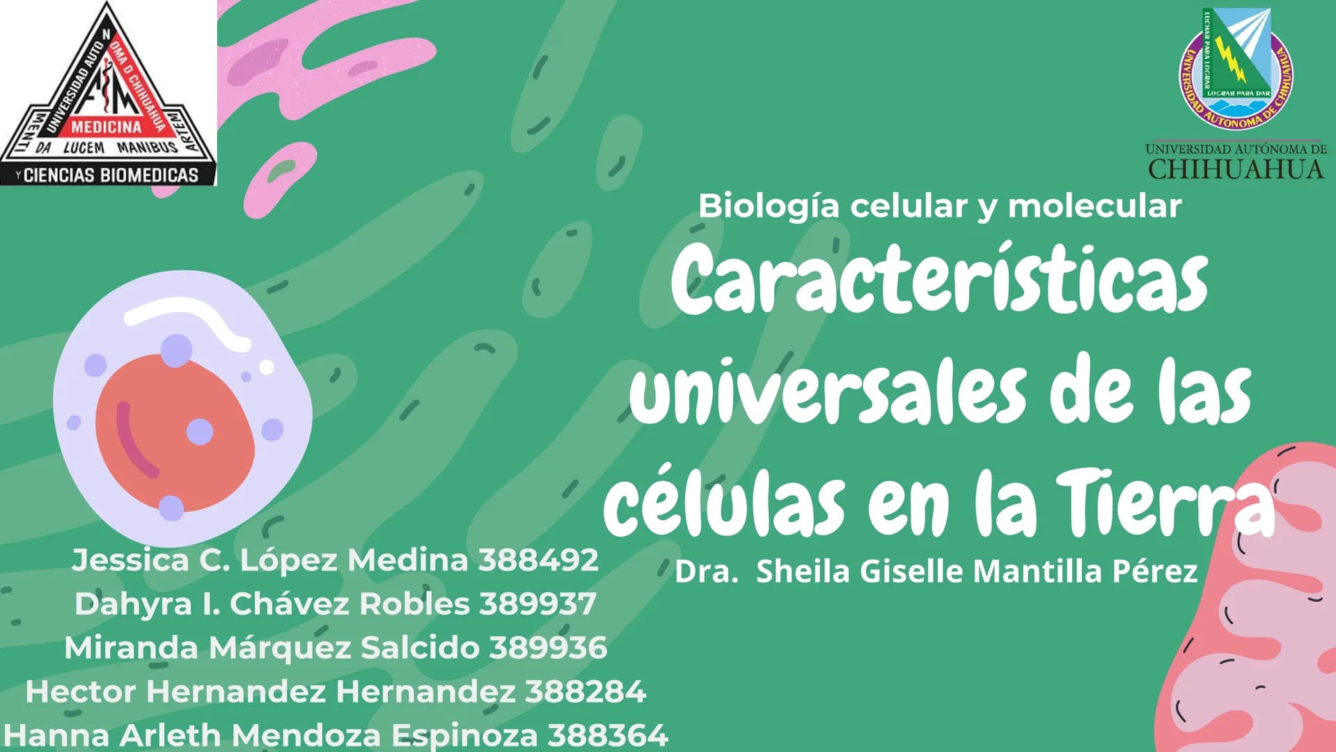 Células eucariotas tienen RE. Su membrana constituye más de
la mitad de la membrana total
Tiene forma de tubulos ramificados y sacos aplanad