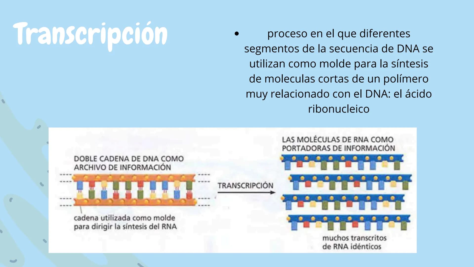 Células eucariotas tienen RE. Su membrana constituye más de
la mitad de la membrana total
Tiene forma de tubulos ramificados y sacos aplanad
