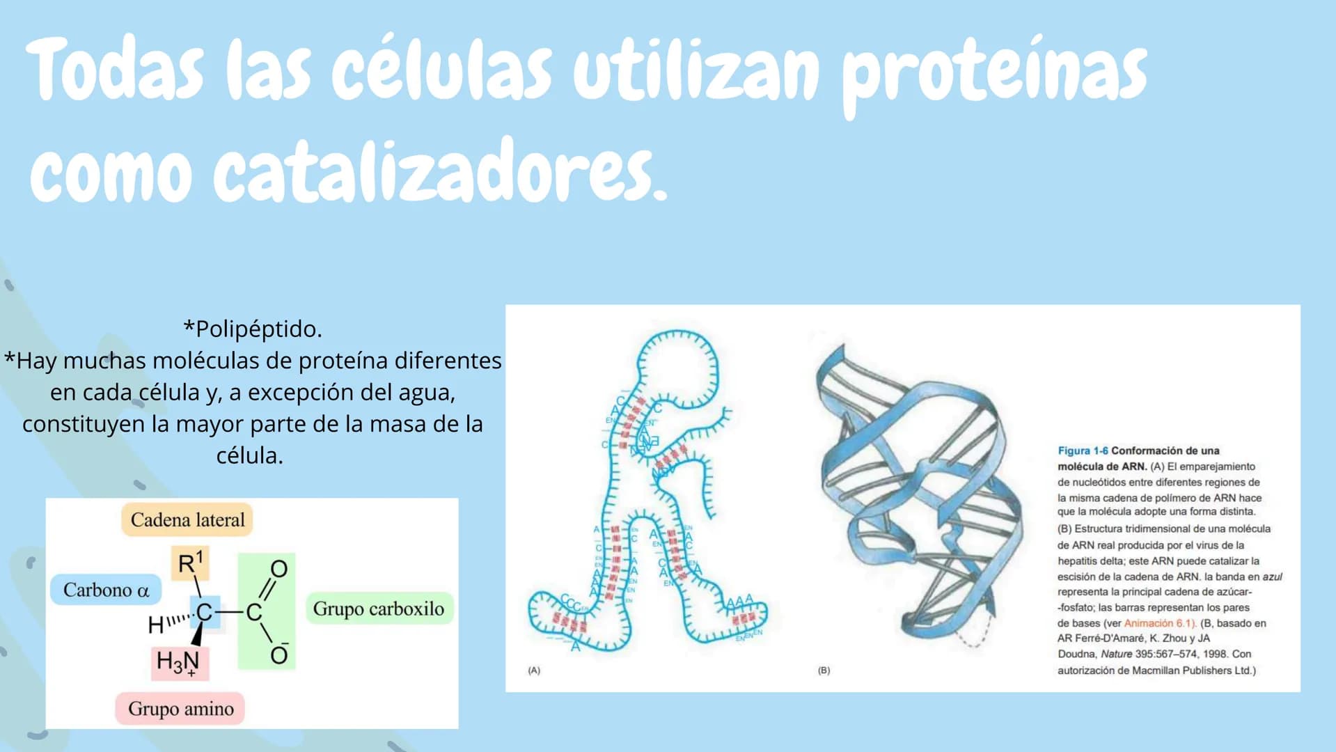 Células eucariotas tienen RE. Su membrana constituye más de
la mitad de la membrana total
Tiene forma de tubulos ramificados y sacos aplanad