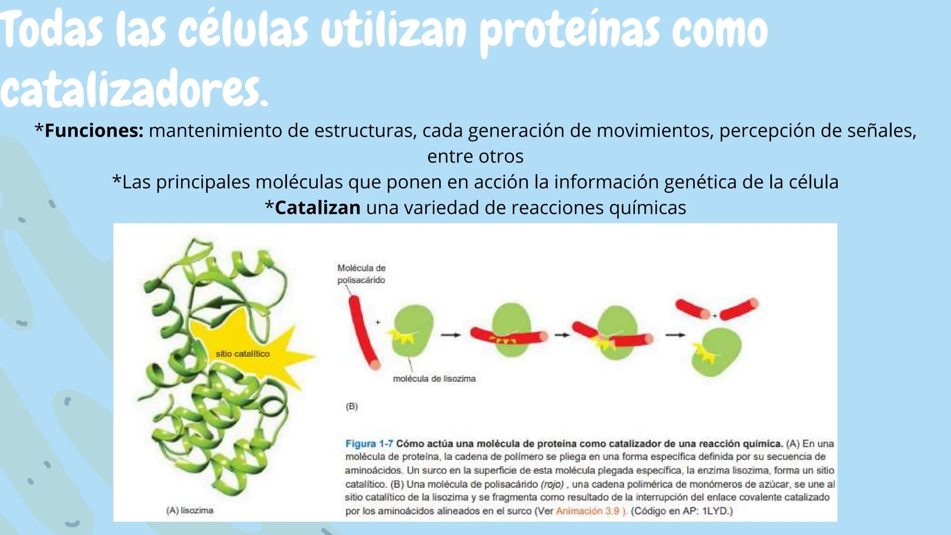 Células eucariotas tienen RE. Su membrana constituye más de
la mitad de la membrana total
Tiene forma de tubulos ramificados y sacos aplanad