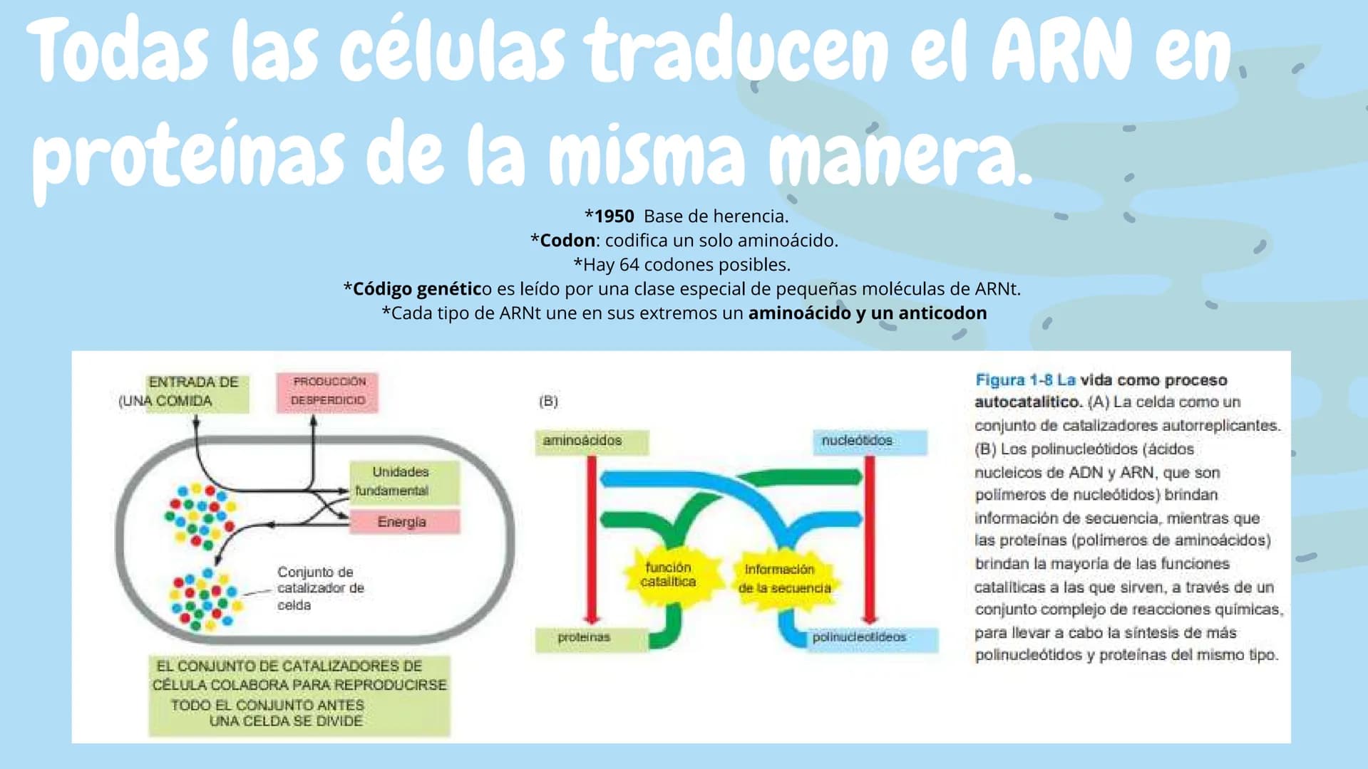 Células eucariotas tienen RE. Su membrana constituye más de
la mitad de la membrana total
Tiene forma de tubulos ramificados y sacos aplanad