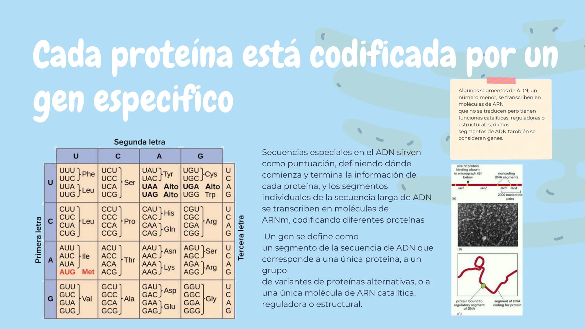 Células eucariotas tienen RE. Su membrana constituye más de
la mitad de la membrana total
Tiene forma de tubulos ramificados y sacos aplanad
