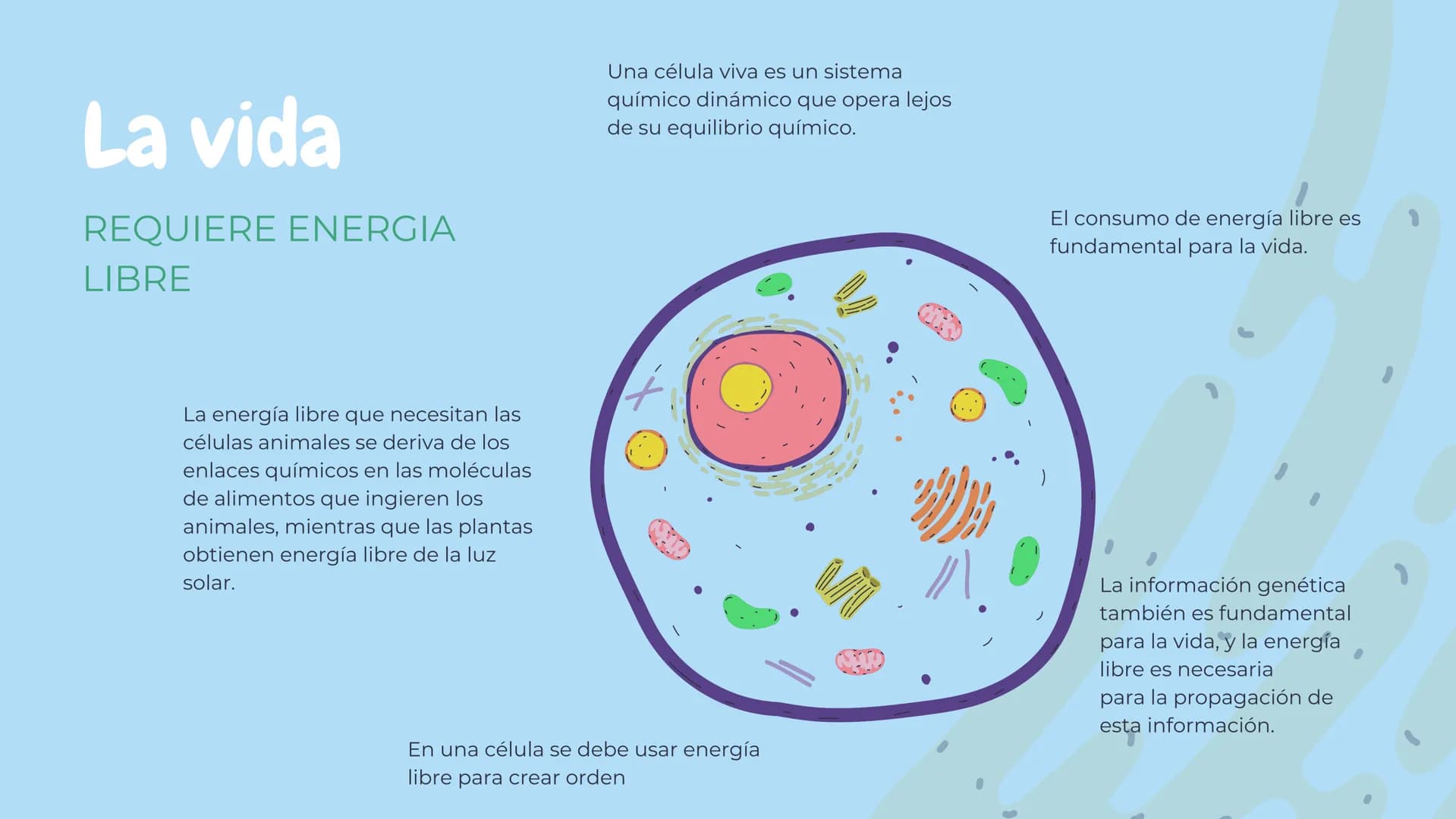 Células eucariotas tienen RE. Su membrana constituye más de
la mitad de la membrana total
Tiene forma de tubulos ramificados y sacos aplanad