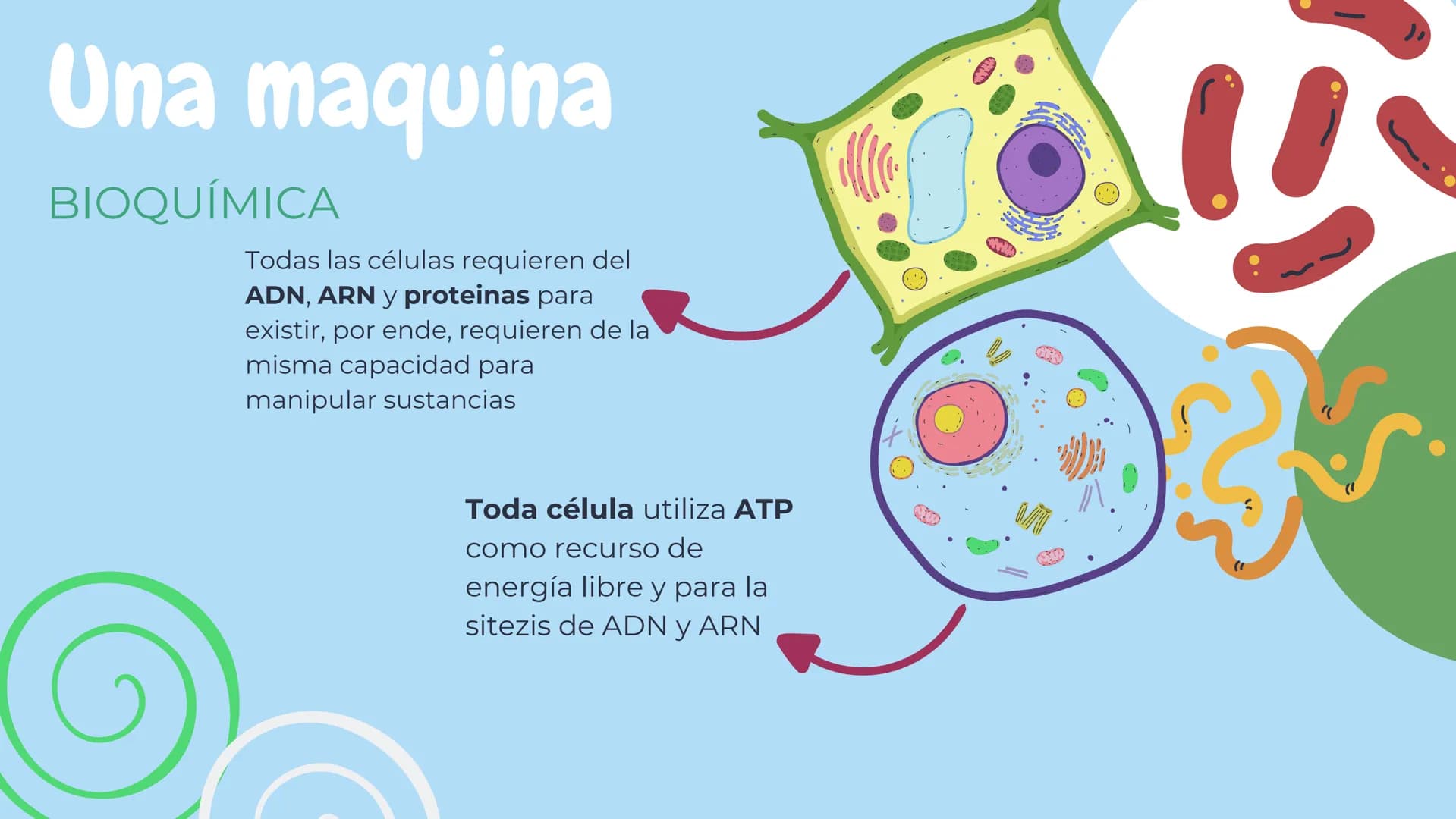Células eucariotas tienen RE. Su membrana constituye más de
la mitad de la membrana total
Tiene forma de tubulos ramificados y sacos aplanad