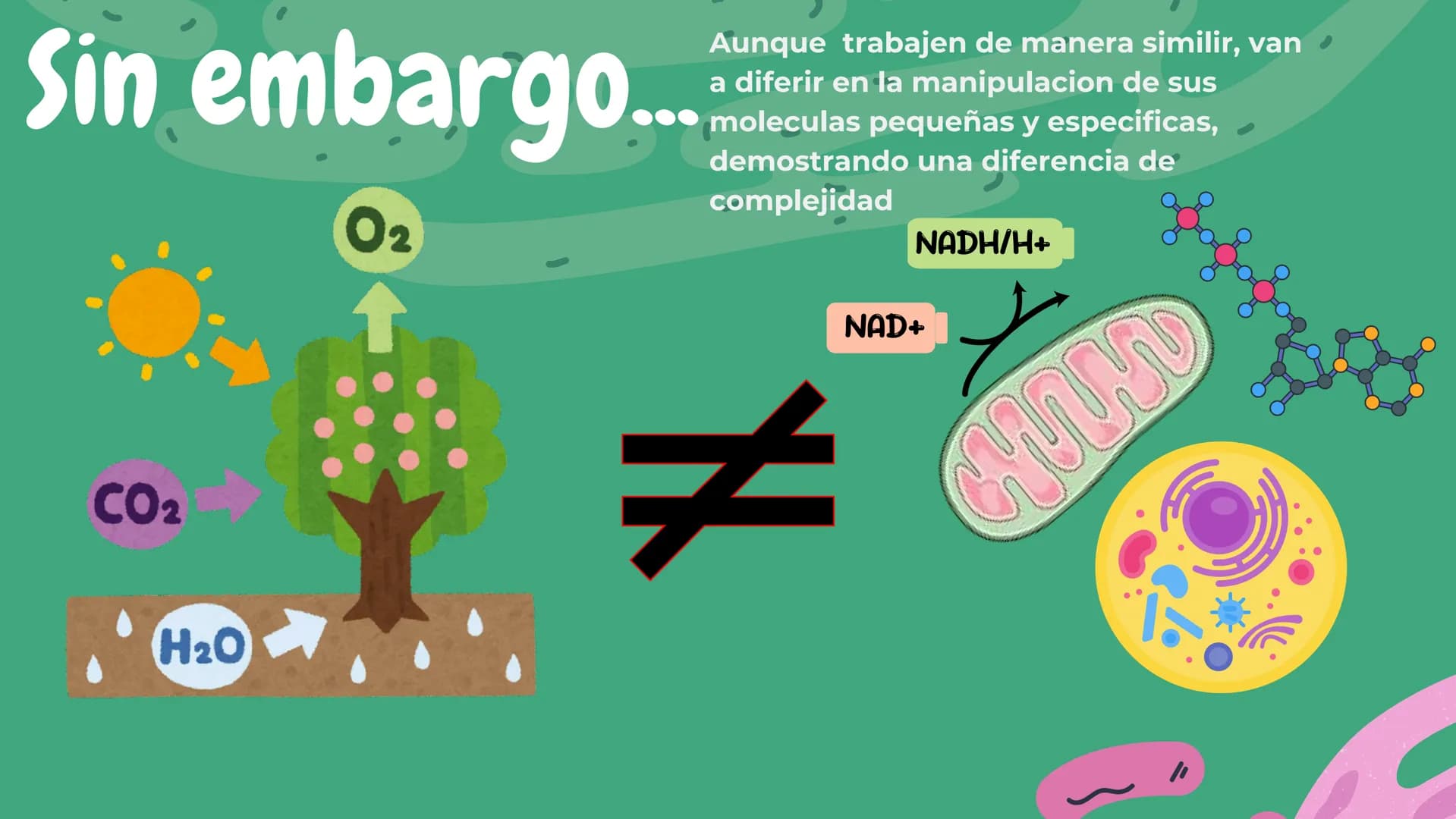 Células eucariotas tienen RE. Su membrana constituye más de
la mitad de la membrana total
Tiene forma de tubulos ramificados y sacos aplanad