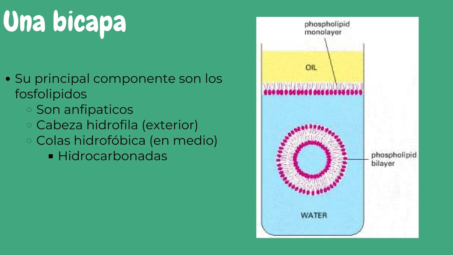 Células eucariotas tienen RE. Su membrana constituye más de
la mitad de la membrana total
Tiene forma de tubulos ramificados y sacos aplanad
