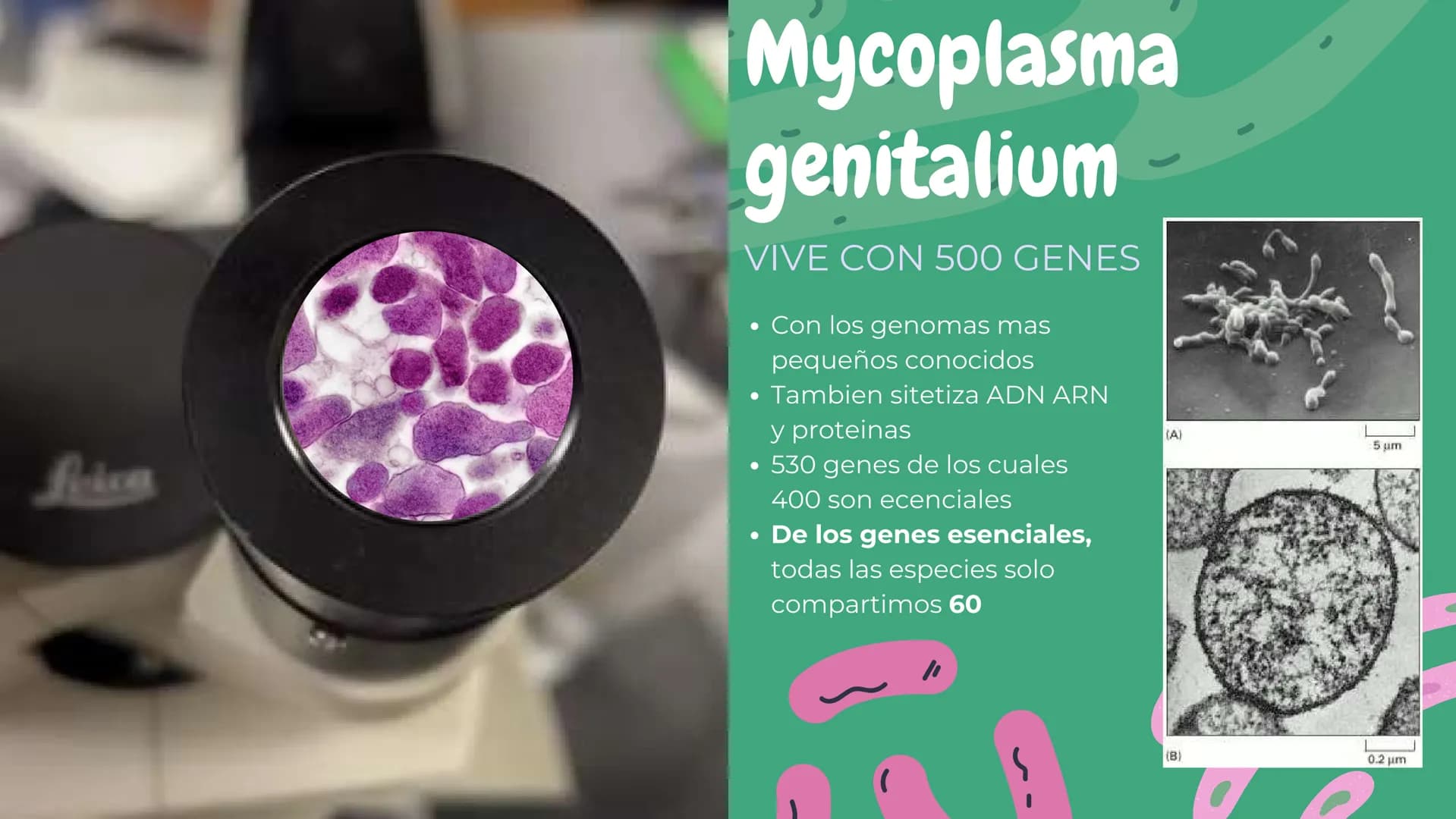 Células eucariotas tienen RE. Su membrana constituye más de
la mitad de la membrana total
Tiene forma de tubulos ramificados y sacos aplanad