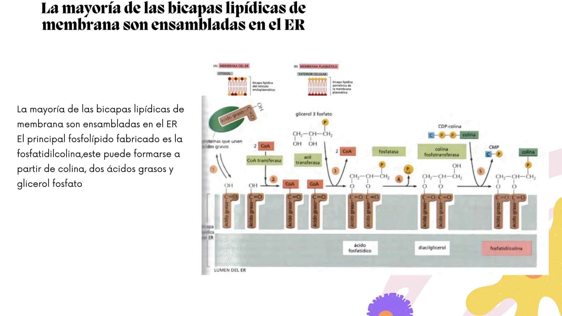 Células eucariotas tienen RE. Su membrana constituye más de
la mitad de la membrana total
Tiene forma de tubulos ramificados y sacos aplanad