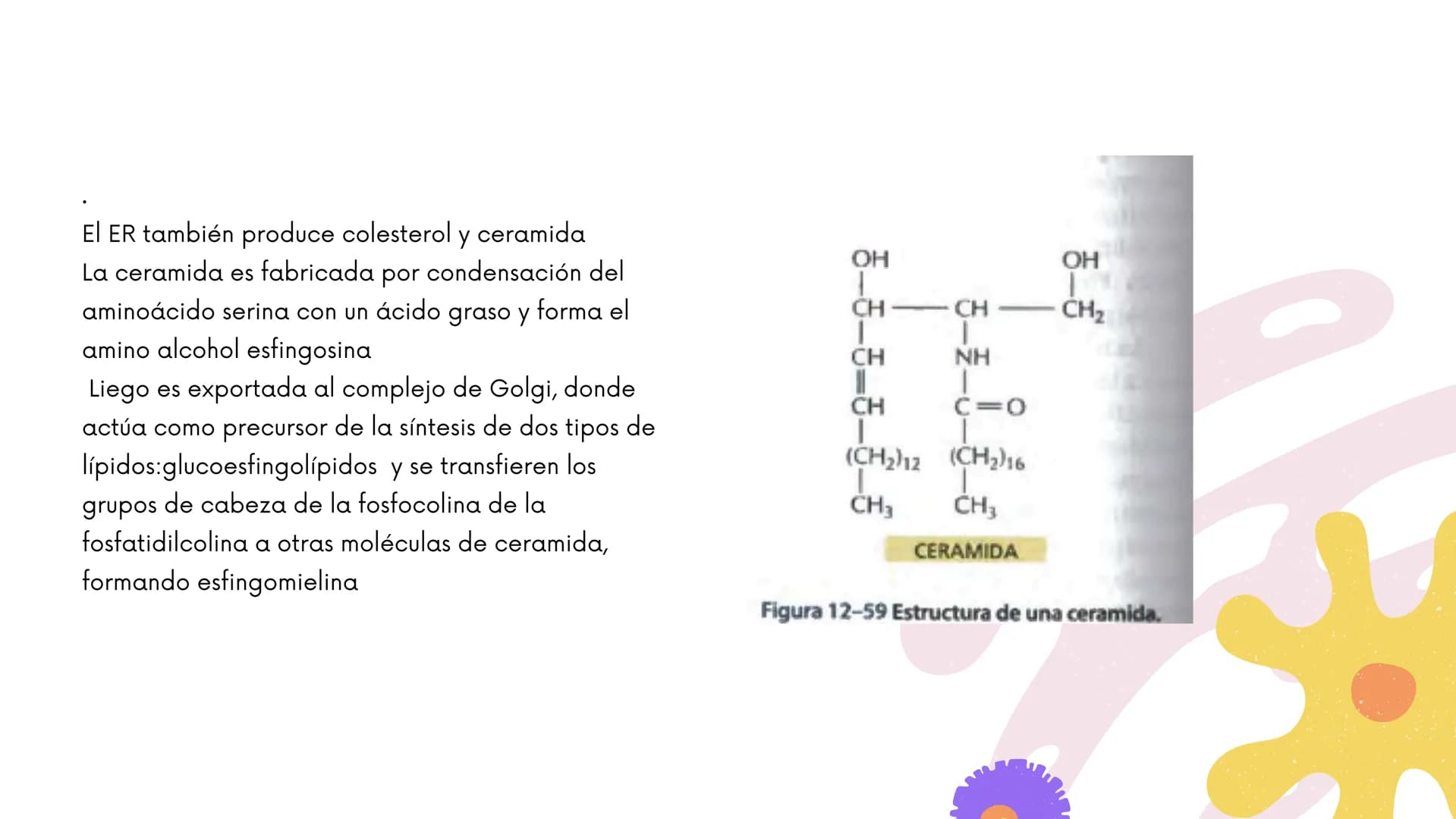 Células eucariotas tienen RE. Su membrana constituye más de
la mitad de la membrana total
Tiene forma de tubulos ramificados y sacos aplanad