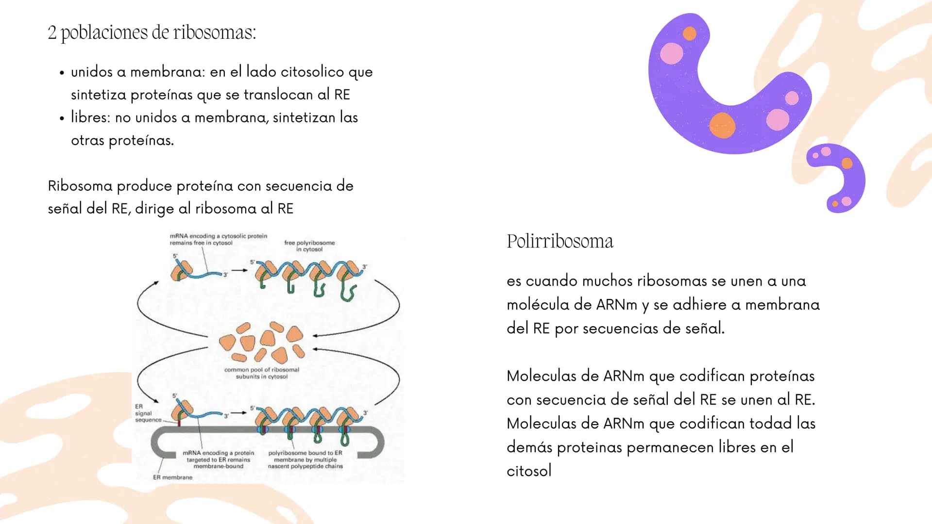 Células eucariotas tienen RE. Su membrana constituye más de
la mitad de la membrana total
Tiene forma de tubulos ramificados y sacos aplanad