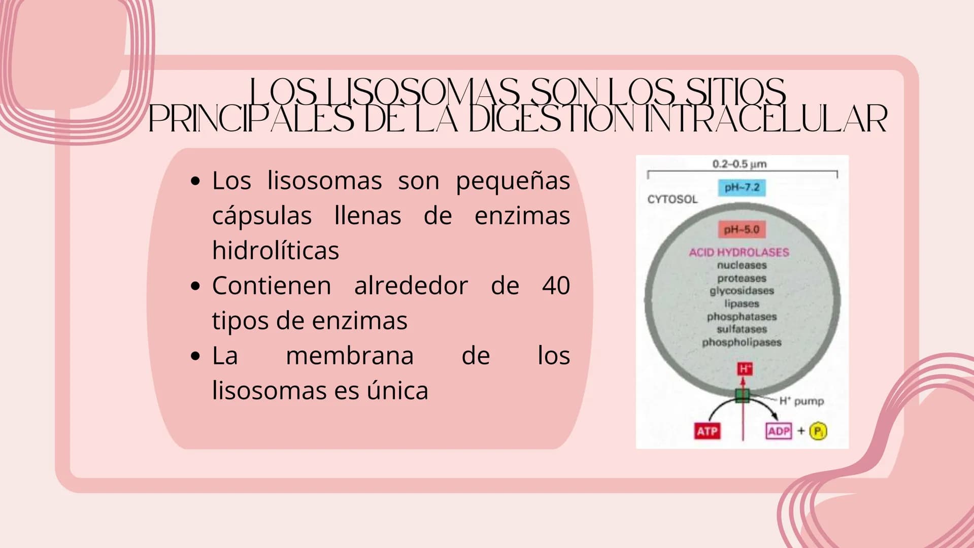 Células eucariotas tienen RE. Su membrana constituye más de
la mitad de la membrana total
Tiene forma de tubulos ramificados y sacos aplanad