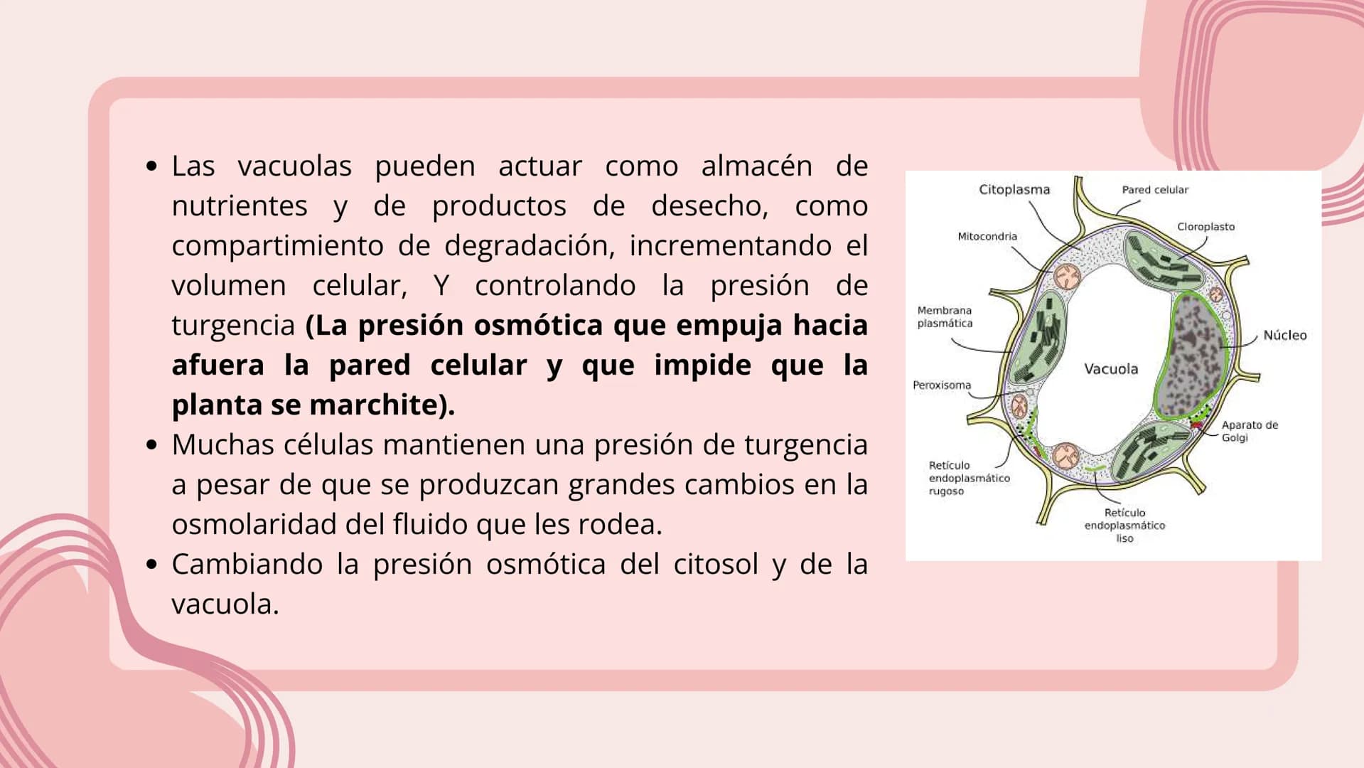 Células eucariotas tienen RE. Su membrana constituye más de
la mitad de la membrana total
Tiene forma de tubulos ramificados y sacos aplanad