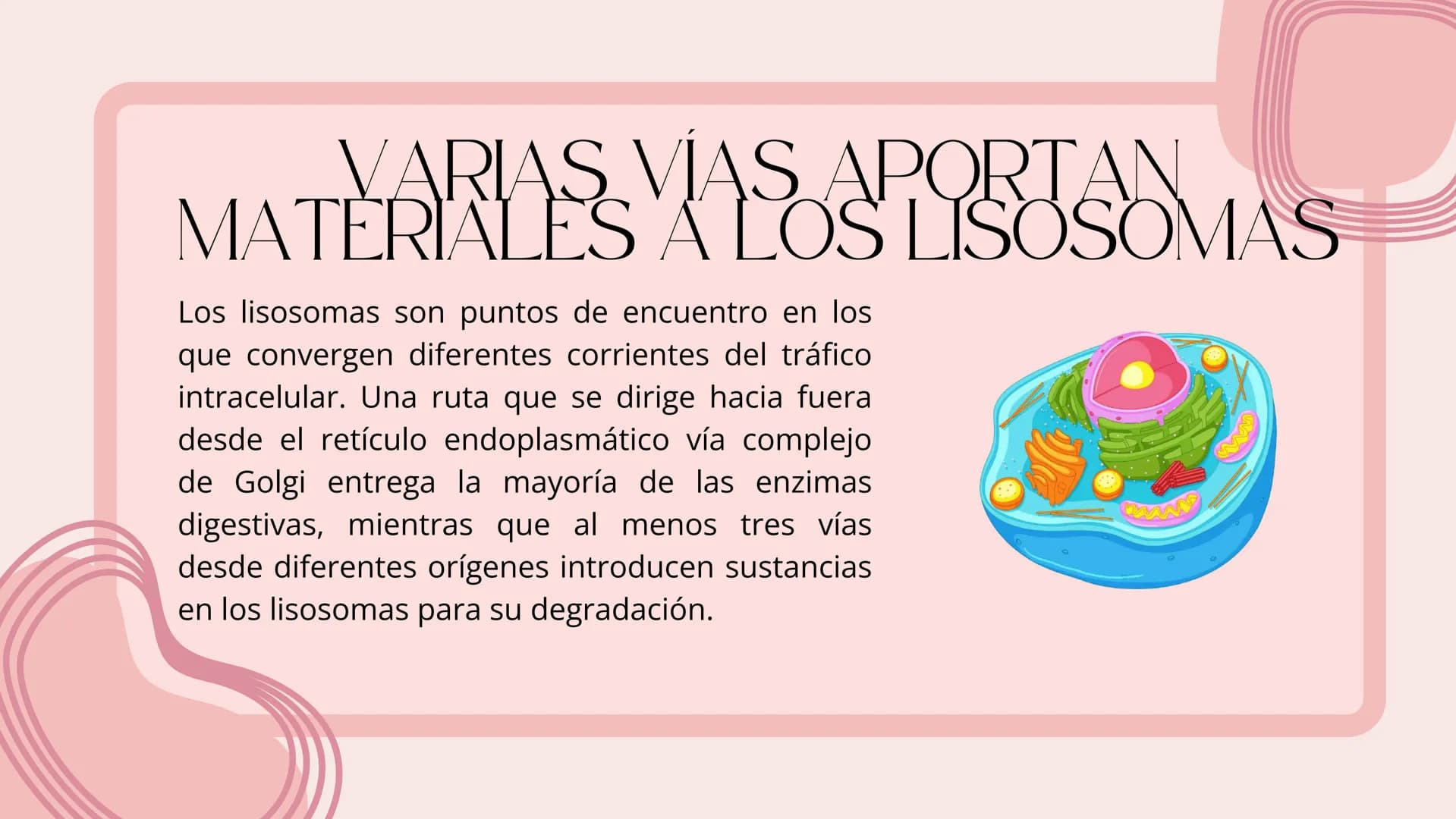 Células eucariotas tienen RE. Su membrana constituye más de
la mitad de la membrana total
Tiene forma de tubulos ramificados y sacos aplanad