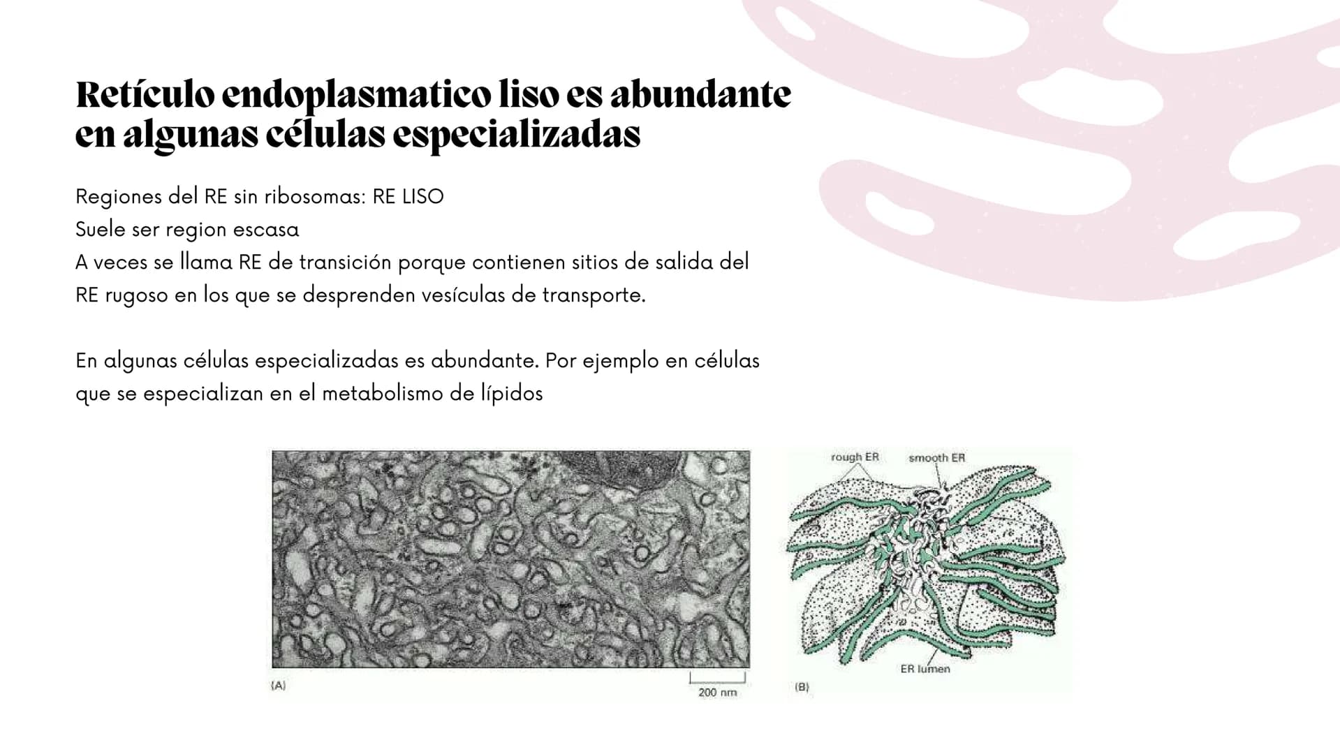 Células eucariotas tienen RE. Su membrana constituye más de
la mitad de la membrana total
Tiene forma de tubulos ramificados y sacos aplanad