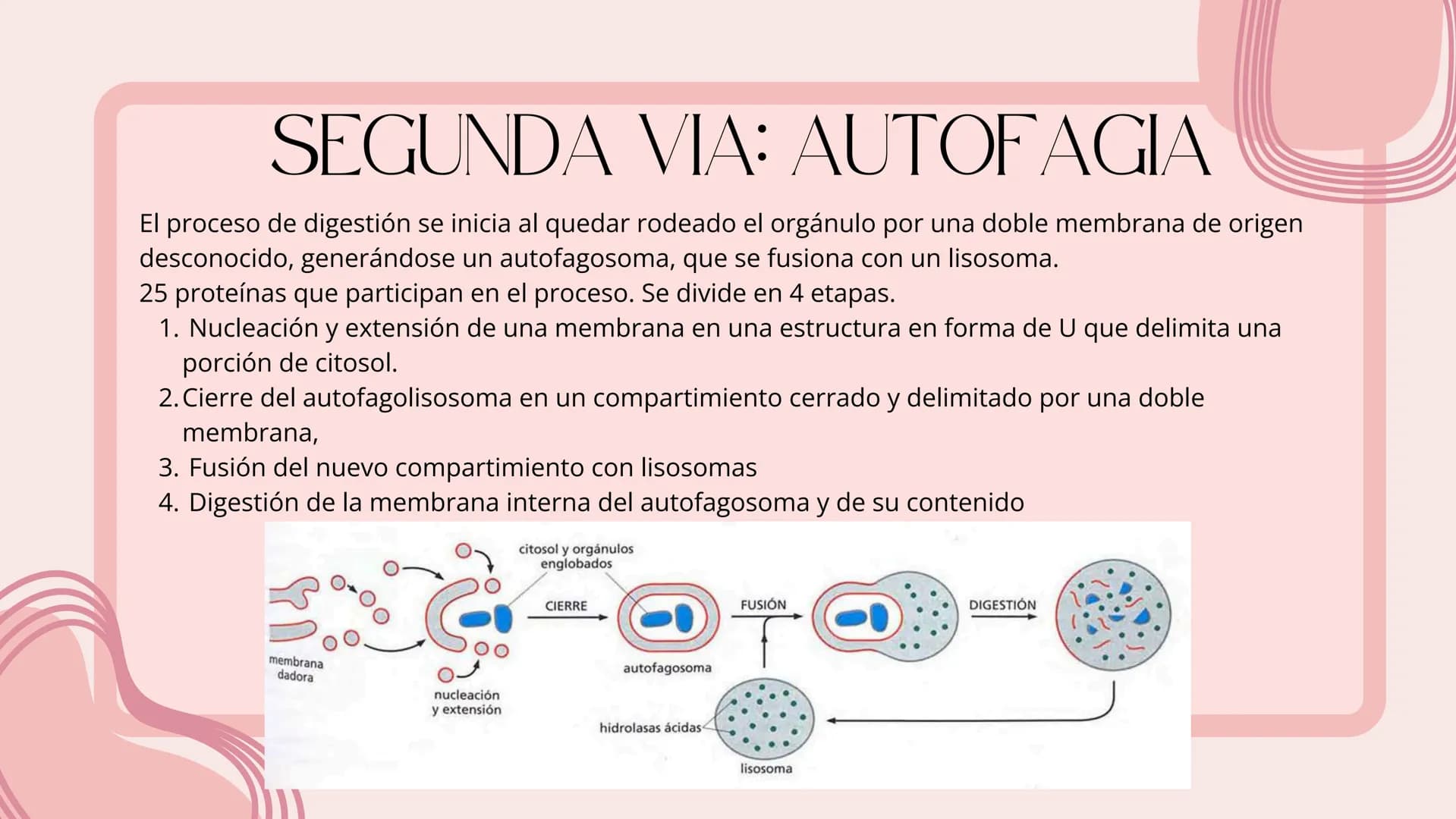Células eucariotas tienen RE. Su membrana constituye más de
la mitad de la membrana total
Tiene forma de tubulos ramificados y sacos aplanad
