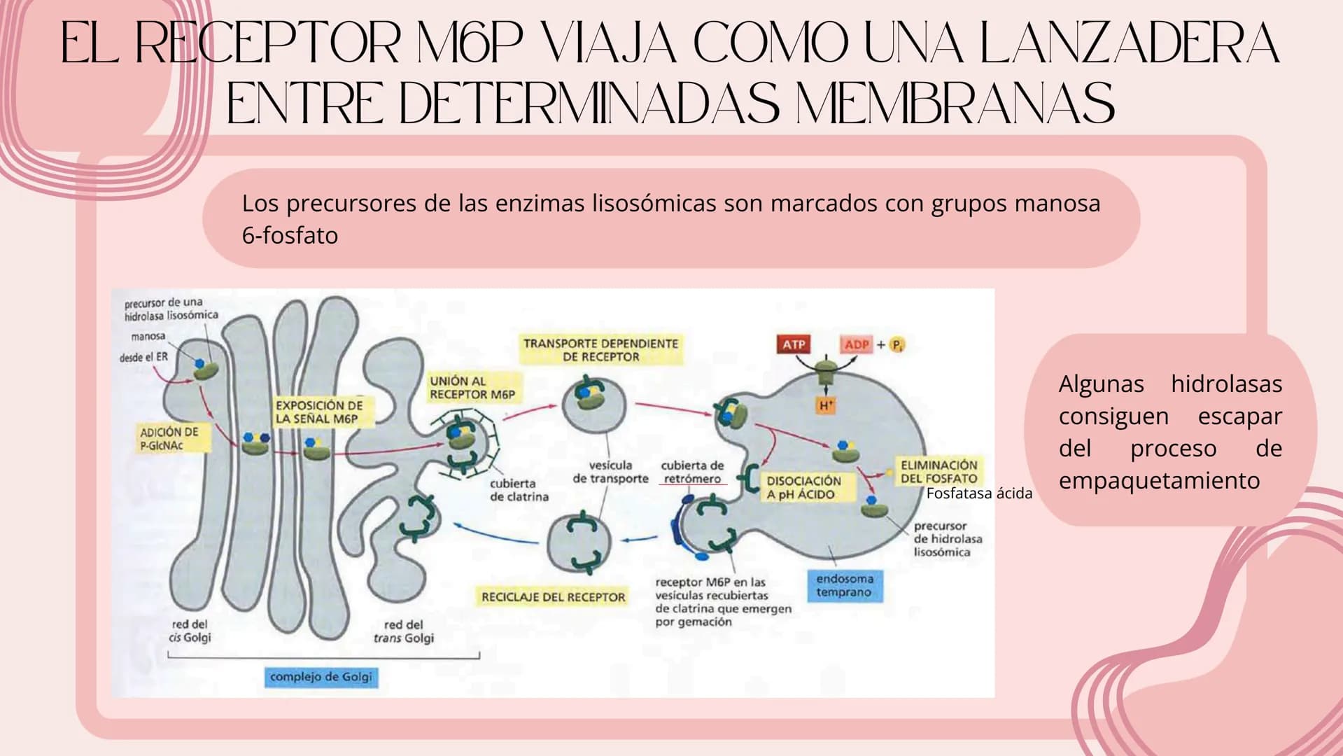 Células eucariotas tienen RE. Su membrana constituye más de
la mitad de la membrana total
Tiene forma de tubulos ramificados y sacos aplanad