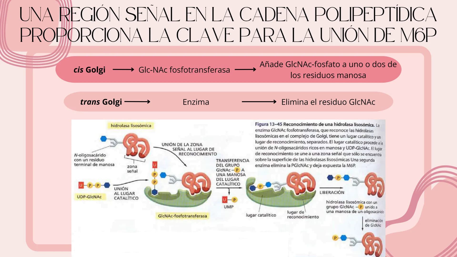 Células eucariotas tienen RE. Su membrana constituye más de
la mitad de la membrana total
Tiene forma de tubulos ramificados y sacos aplanad
