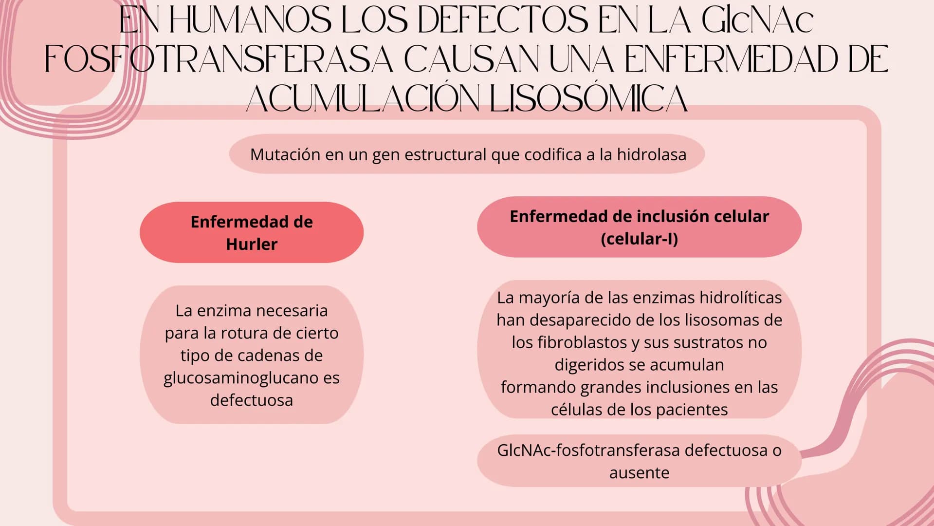 Células eucariotas tienen RE. Su membrana constituye más de
la mitad de la membrana total
Tiene forma de tubulos ramificados y sacos aplanad