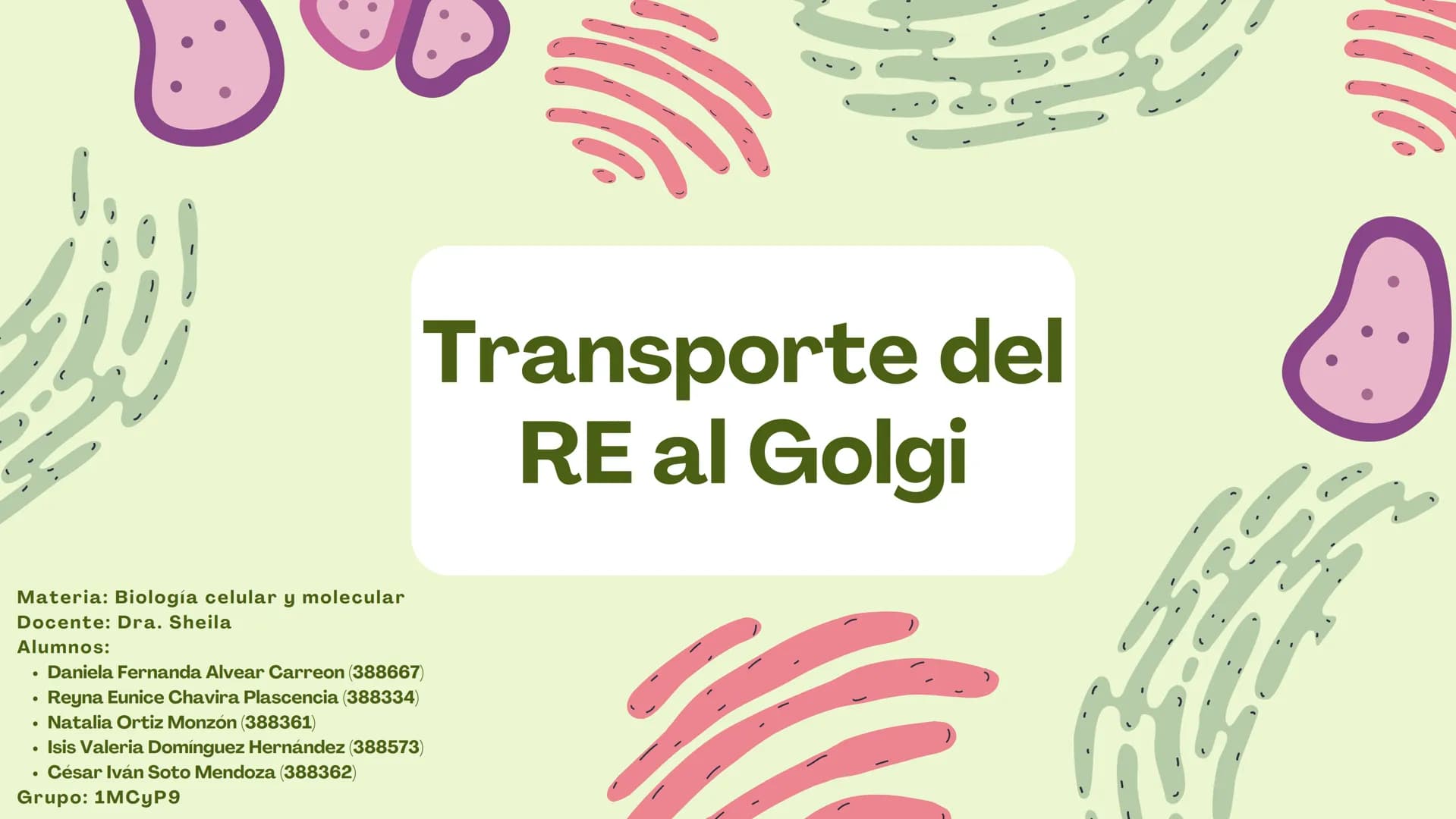 Células eucariotas tienen RE. Su membrana constituye más de
la mitad de la membrana total
Tiene forma de tubulos ramificados y sacos aplanad
