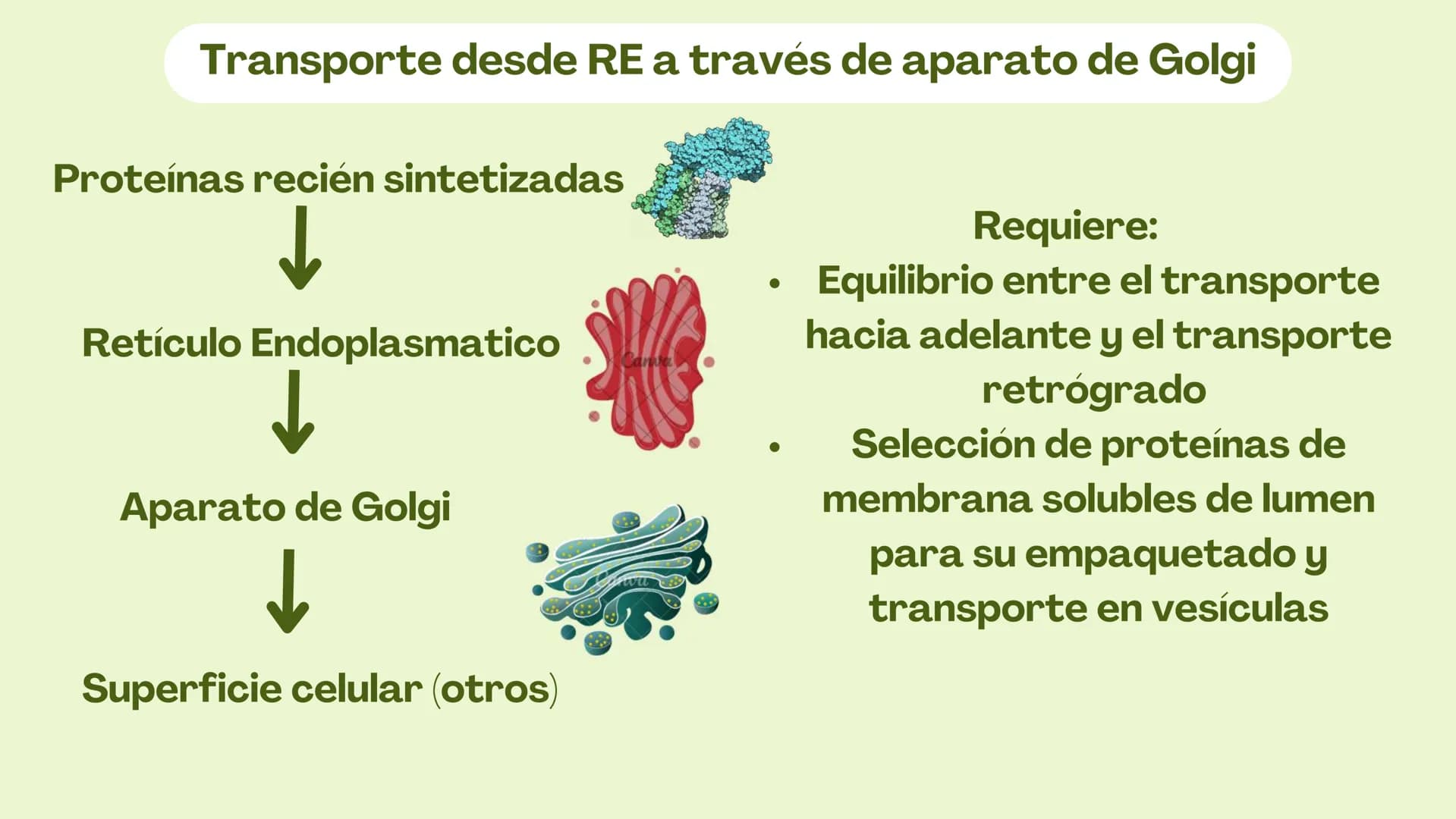 Células eucariotas tienen RE. Su membrana constituye más de
la mitad de la membrana total
Tiene forma de tubulos ramificados y sacos aplanad