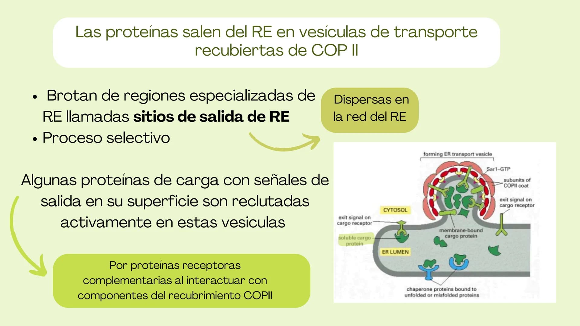 Células eucariotas tienen RE. Su membrana constituye más de
la mitad de la membrana total
Tiene forma de tubulos ramificados y sacos aplanad