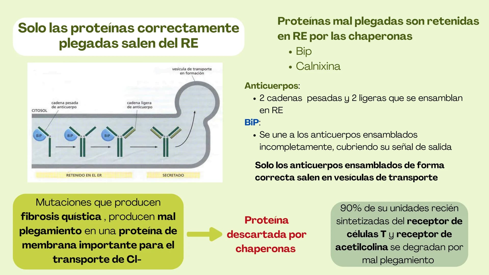 Células eucariotas tienen RE. Su membrana constituye más de
la mitad de la membrana total
Tiene forma de tubulos ramificados y sacos aplanad