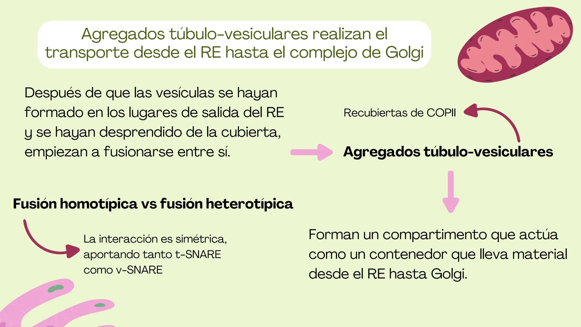 Células eucariotas tienen RE. Su membrana constituye más de
la mitad de la membrana total
Tiene forma de tubulos ramificados y sacos aplanad