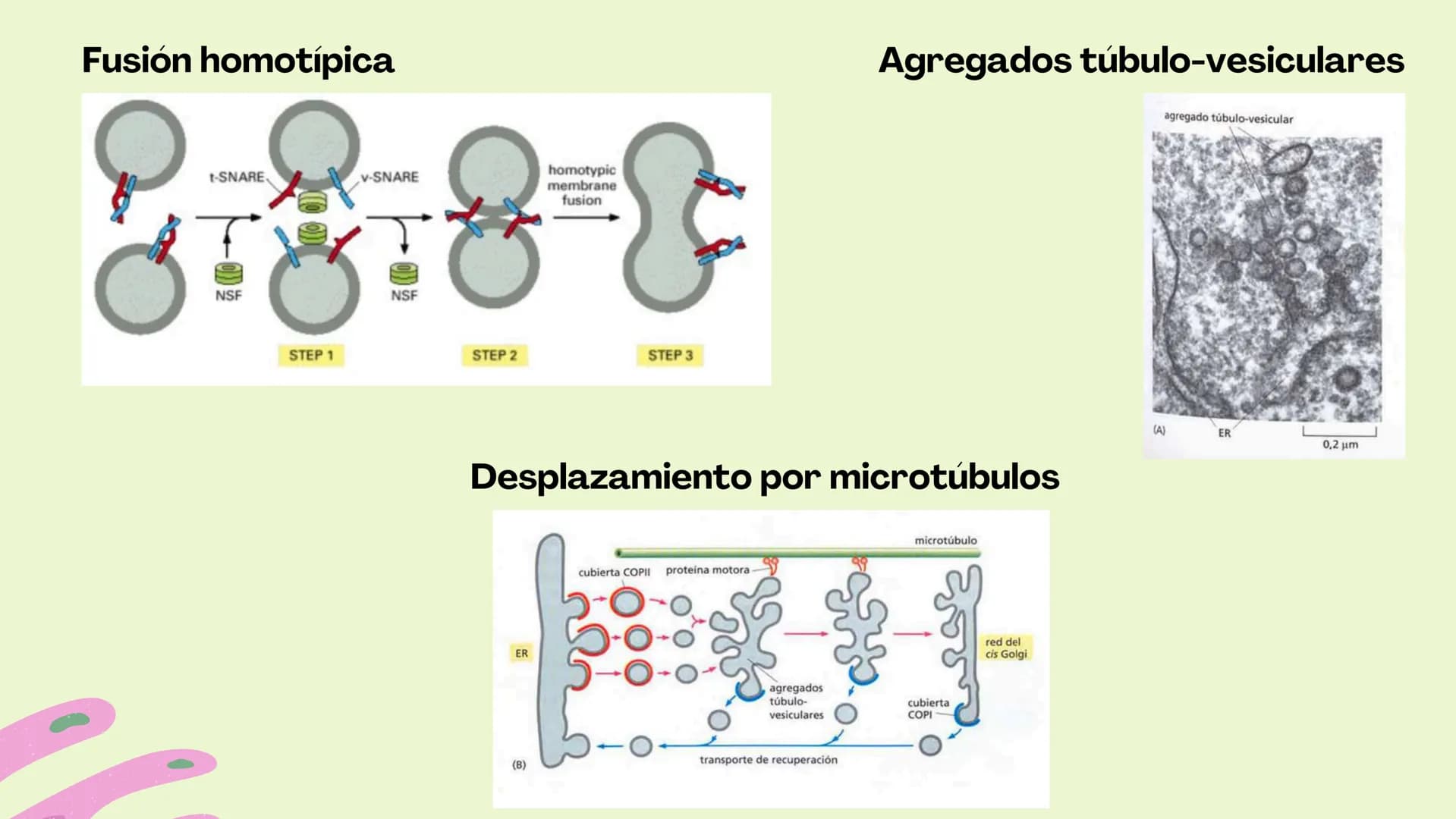 Células eucariotas tienen RE. Su membrana constituye más de
la mitad de la membrana total
Tiene forma de tubulos ramificados y sacos aplanad