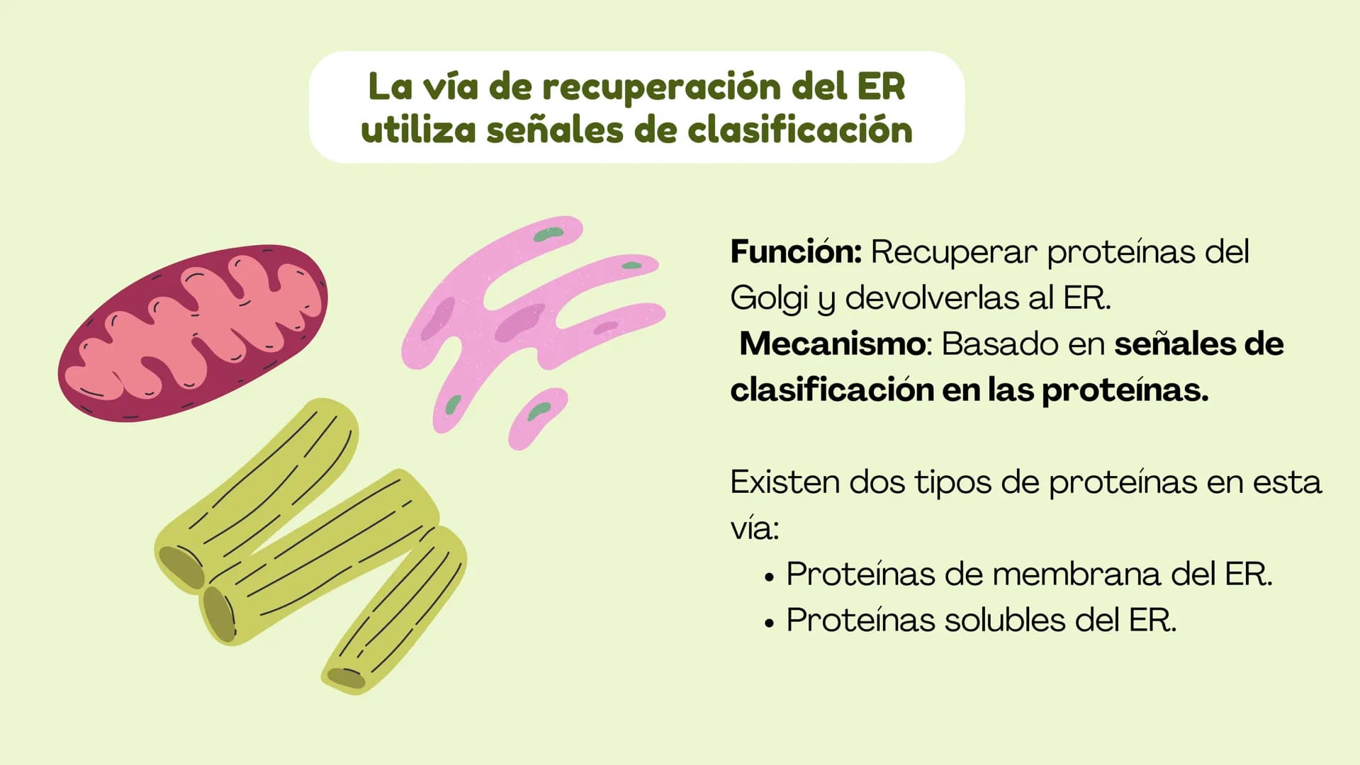 Células eucariotas tienen RE. Su membrana constituye más de
la mitad de la membrana total
Tiene forma de tubulos ramificados y sacos aplanad