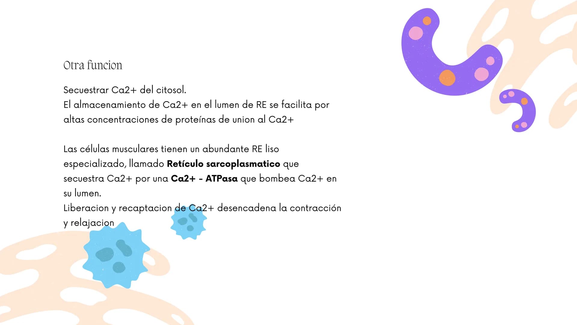 Células eucariotas tienen RE. Su membrana constituye más de
la mitad de la membrana total
Tiene forma de tubulos ramificados y sacos aplanad