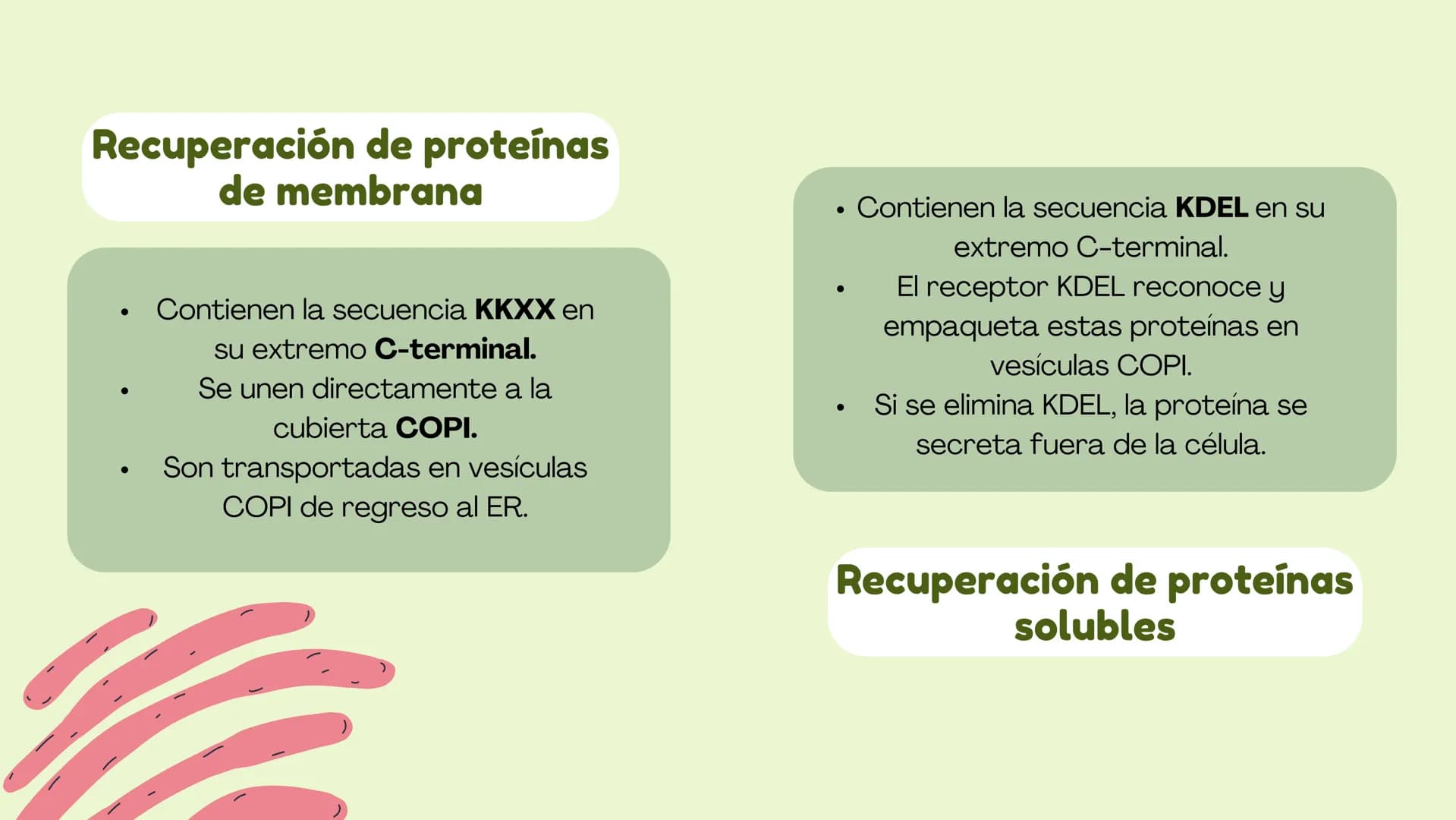 Células eucariotas tienen RE. Su membrana constituye más de
la mitad de la membrana total
Tiene forma de tubulos ramificados y sacos aplanad