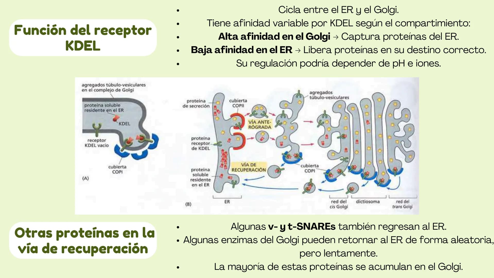 Células eucariotas tienen RE. Su membrana constituye más de
la mitad de la membrana total
Tiene forma de tubulos ramificados y sacos aplanad