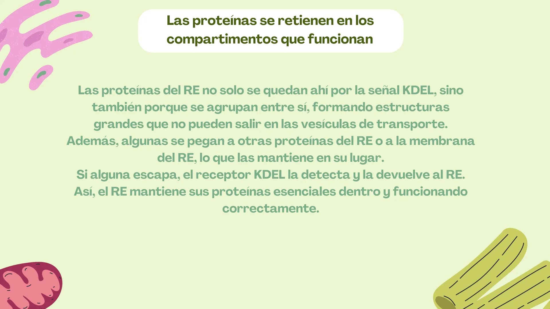 Células eucariotas tienen RE. Su membrana constituye más de
la mitad de la membrana total
Tiene forma de tubulos ramificados y sacos aplanad