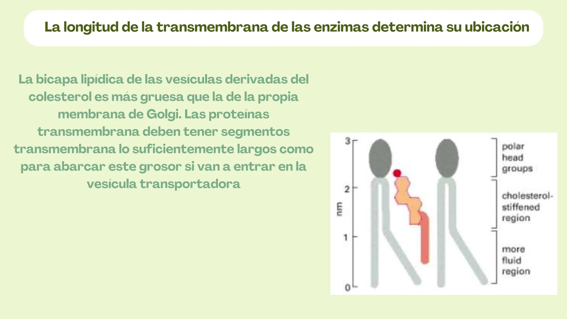 Células eucariotas tienen RE. Su membrana constituye más de
la mitad de la membrana total
Tiene forma de tubulos ramificados y sacos aplanad