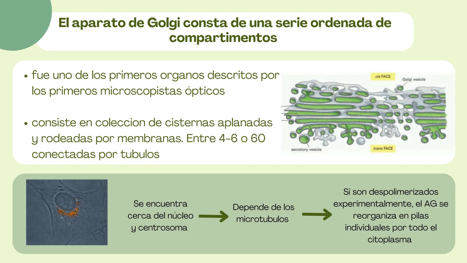 Células eucariotas tienen RE. Su membrana constituye más de
la mitad de la membrana total
Tiene forma de tubulos ramificados y sacos aplanad