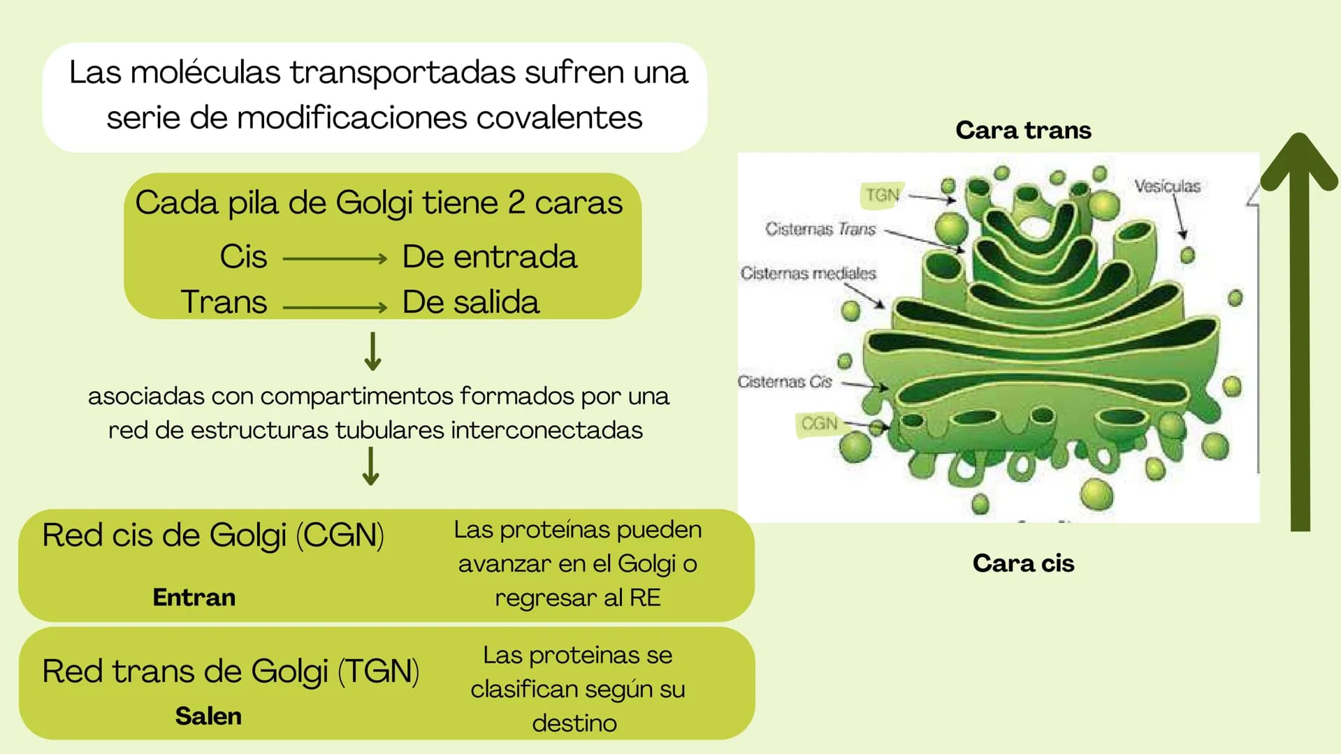 Células eucariotas tienen RE. Su membrana constituye más de
la mitad de la membrana total
Tiene forma de tubulos ramificados y sacos aplanad