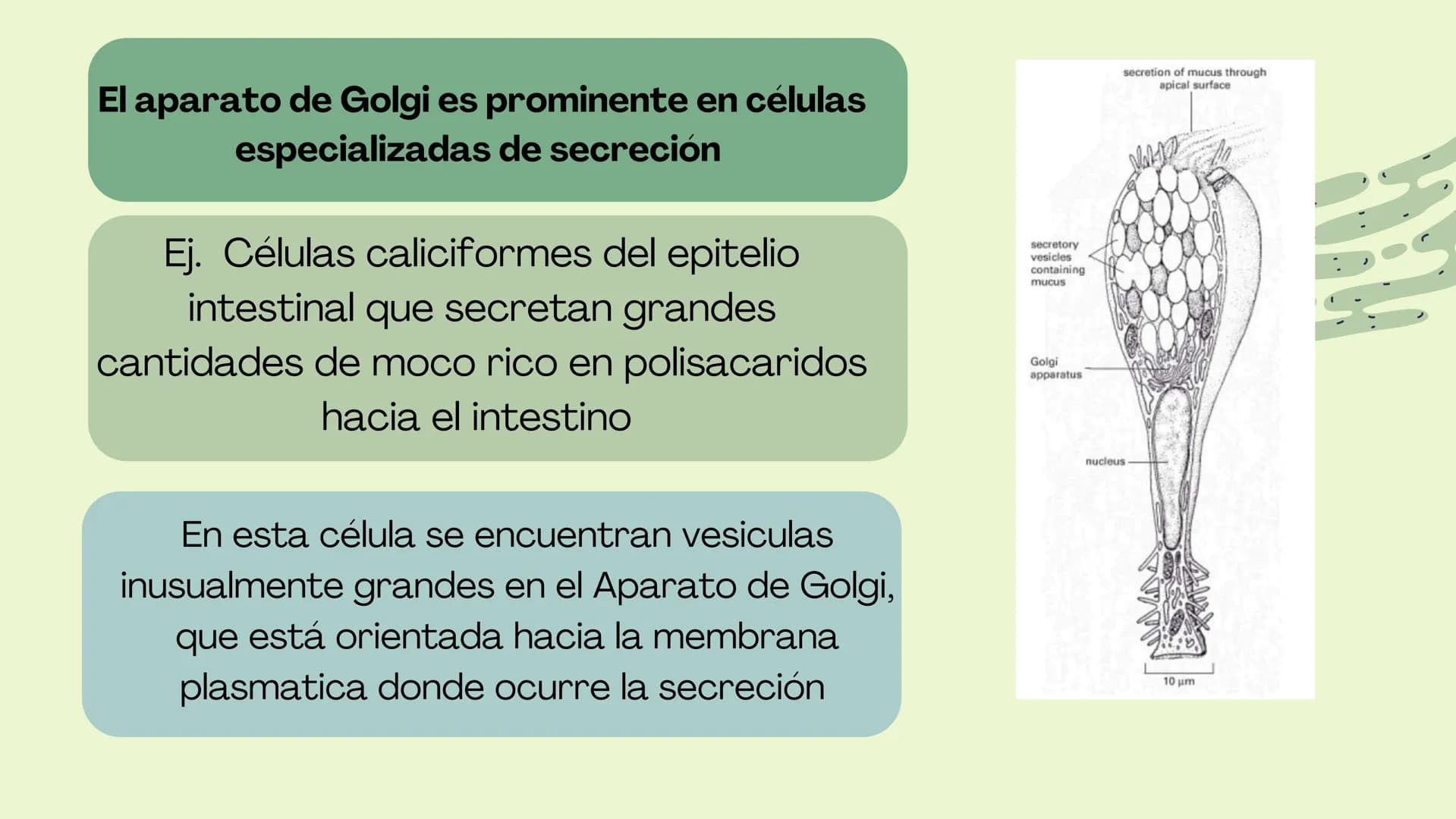 Células eucariotas tienen RE. Su membrana constituye más de
la mitad de la membrana total
Tiene forma de tubulos ramificados y sacos aplanad